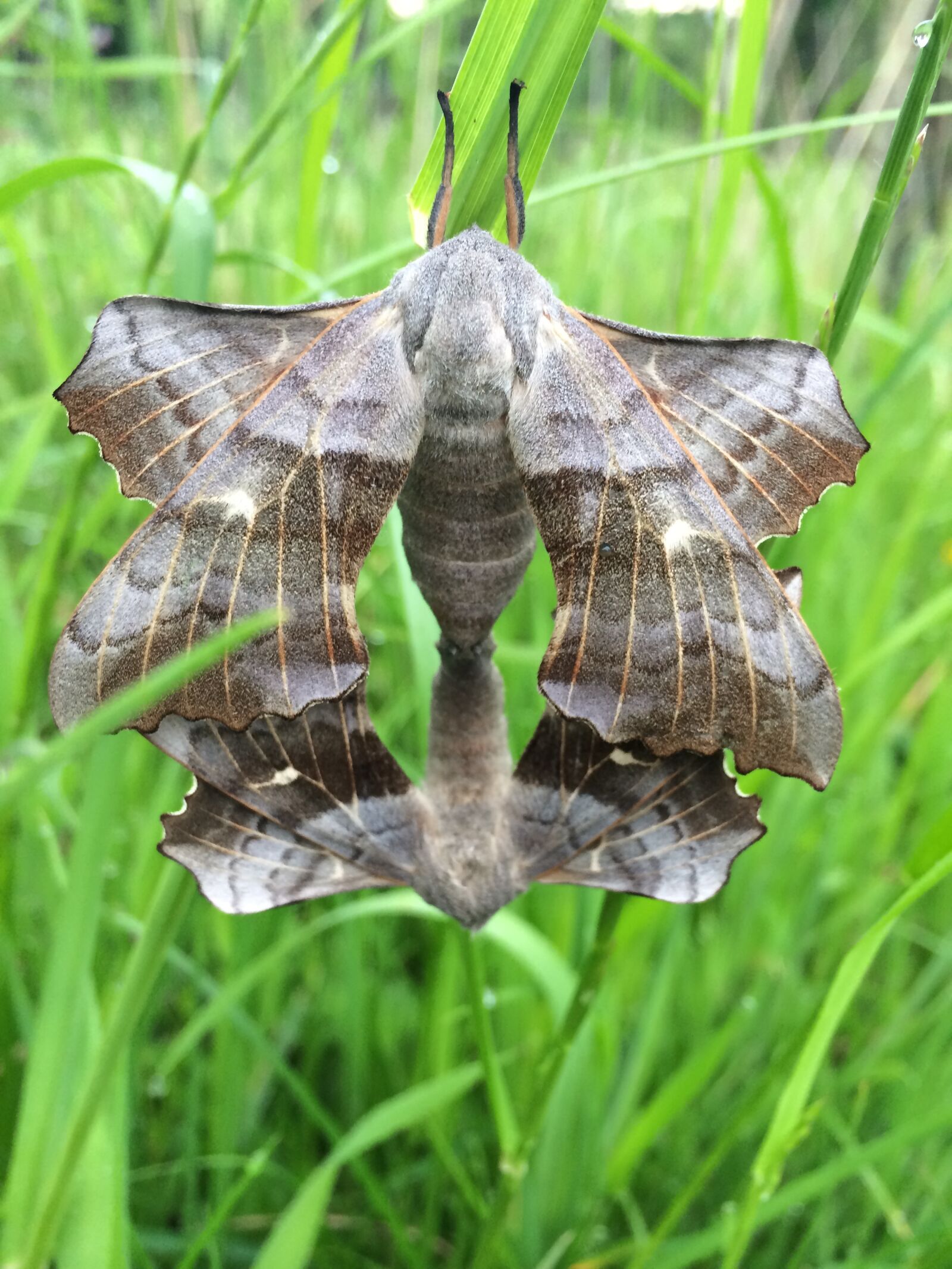 Apple iPhone 5s sample photo. Moth, mating, nature photography