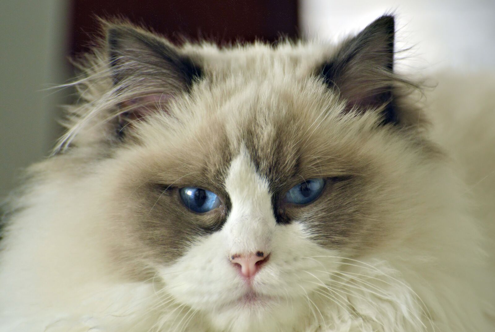 Nikon D3200 sample photo. Cat, pet, blue-eyes photography