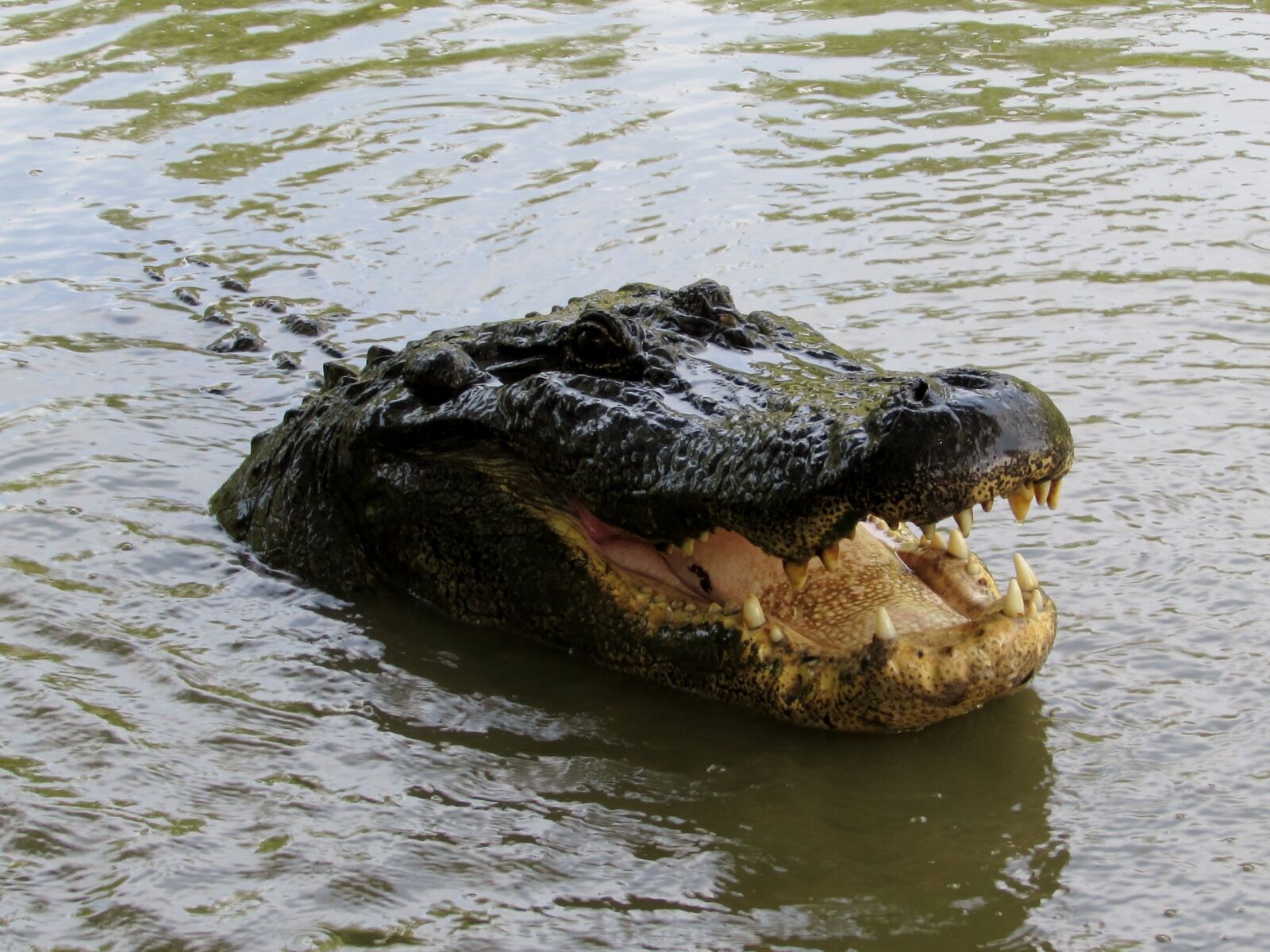 Canon PowerShot SX510 HS sample photo. Louisiana, alligator, bayou photography