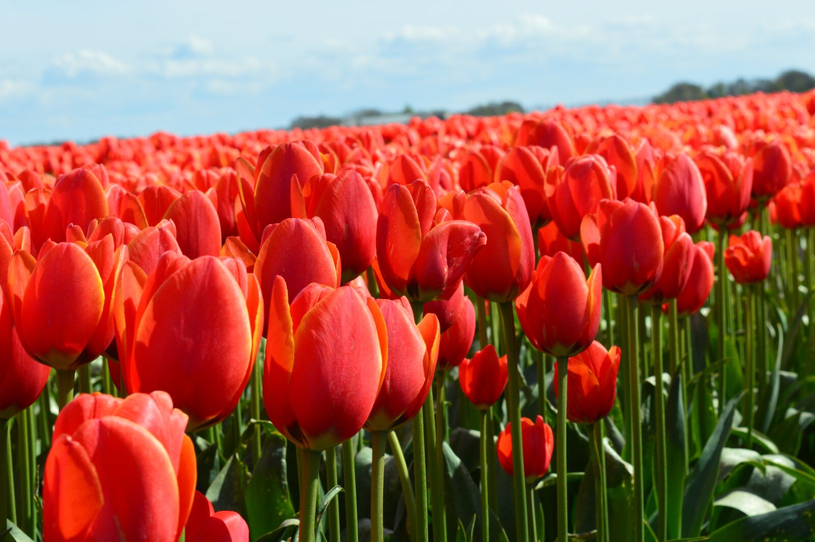Nikon D3200 sample photo. Tulip, netherlands, holland photography