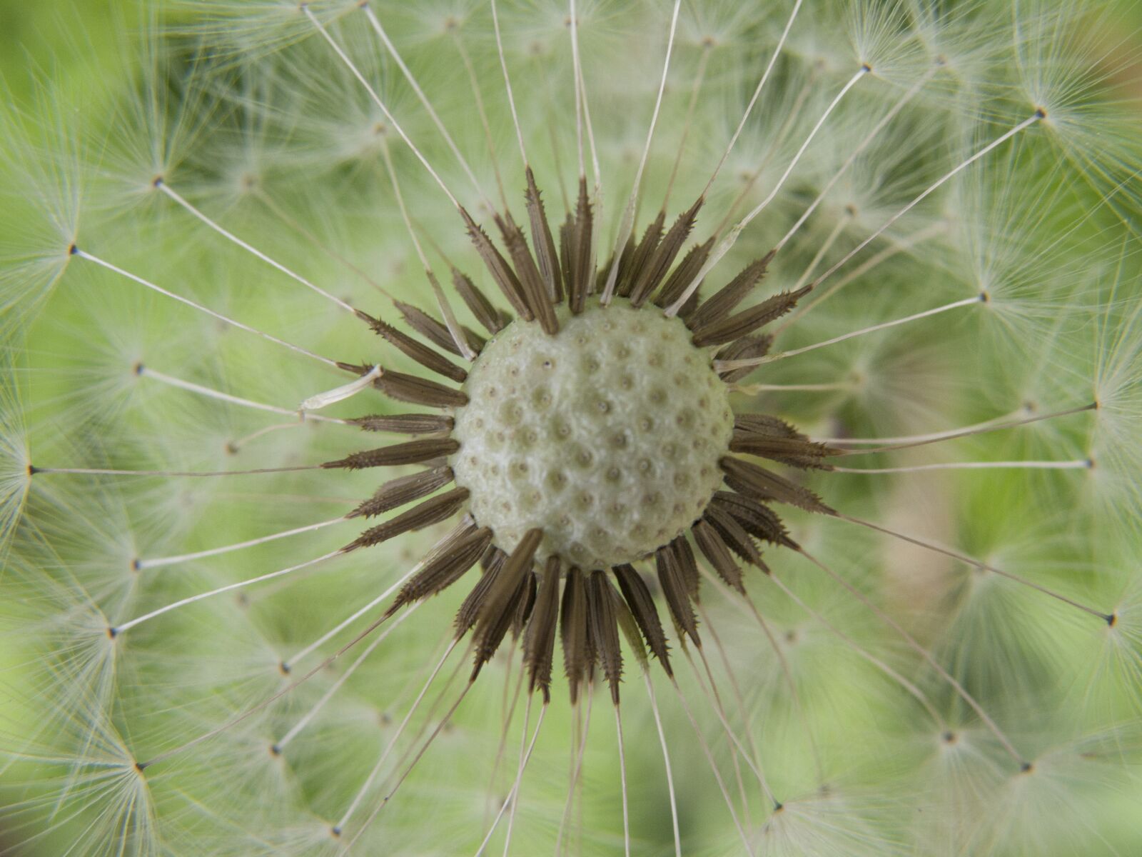 Olympus SP570UZ sample photo. Dandelion, nature, flora photography