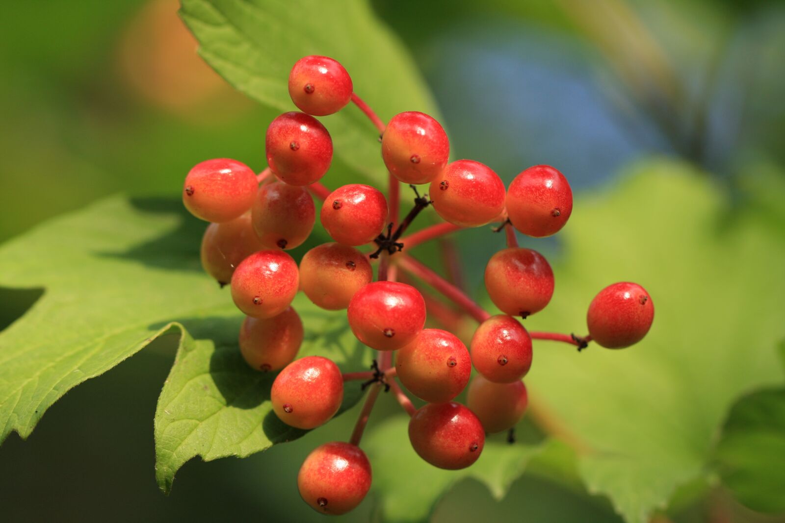 Canon EOS 40D sample photo. Rowan, plant, berries photography