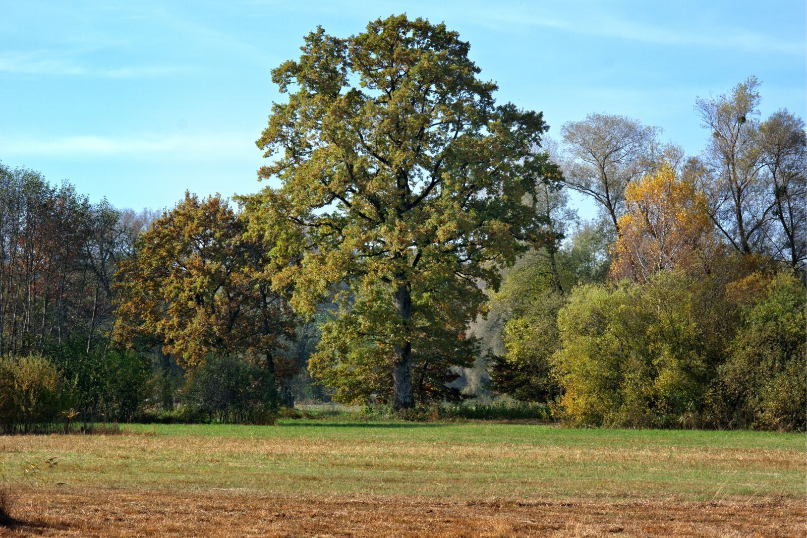 55.0-200.0mm f/4.0-f/5.6 sample photo. Autumn, trees, color photography