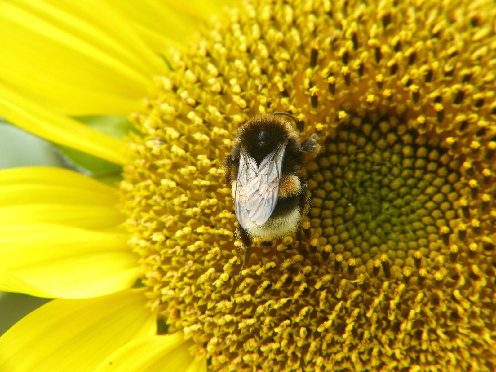 Panasonic Lumix DMC-FZ150 sample photo. Sunflower, bee, yellow photography