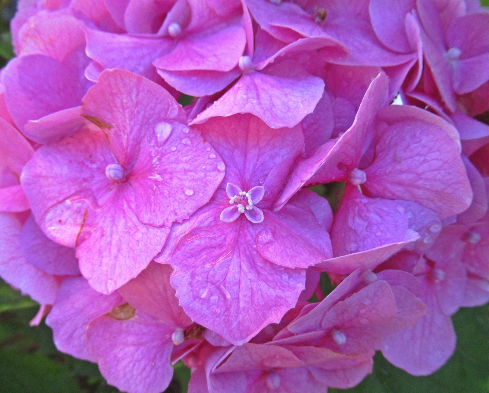 Canon PowerShot SX620 HS sample photo. Flower, hydrangea, petal photography