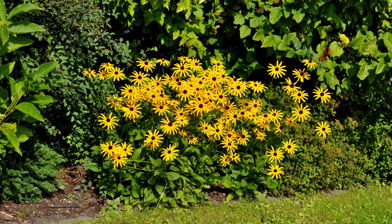 Nikon D5000 sample photo. Garden, flowers, summer photography