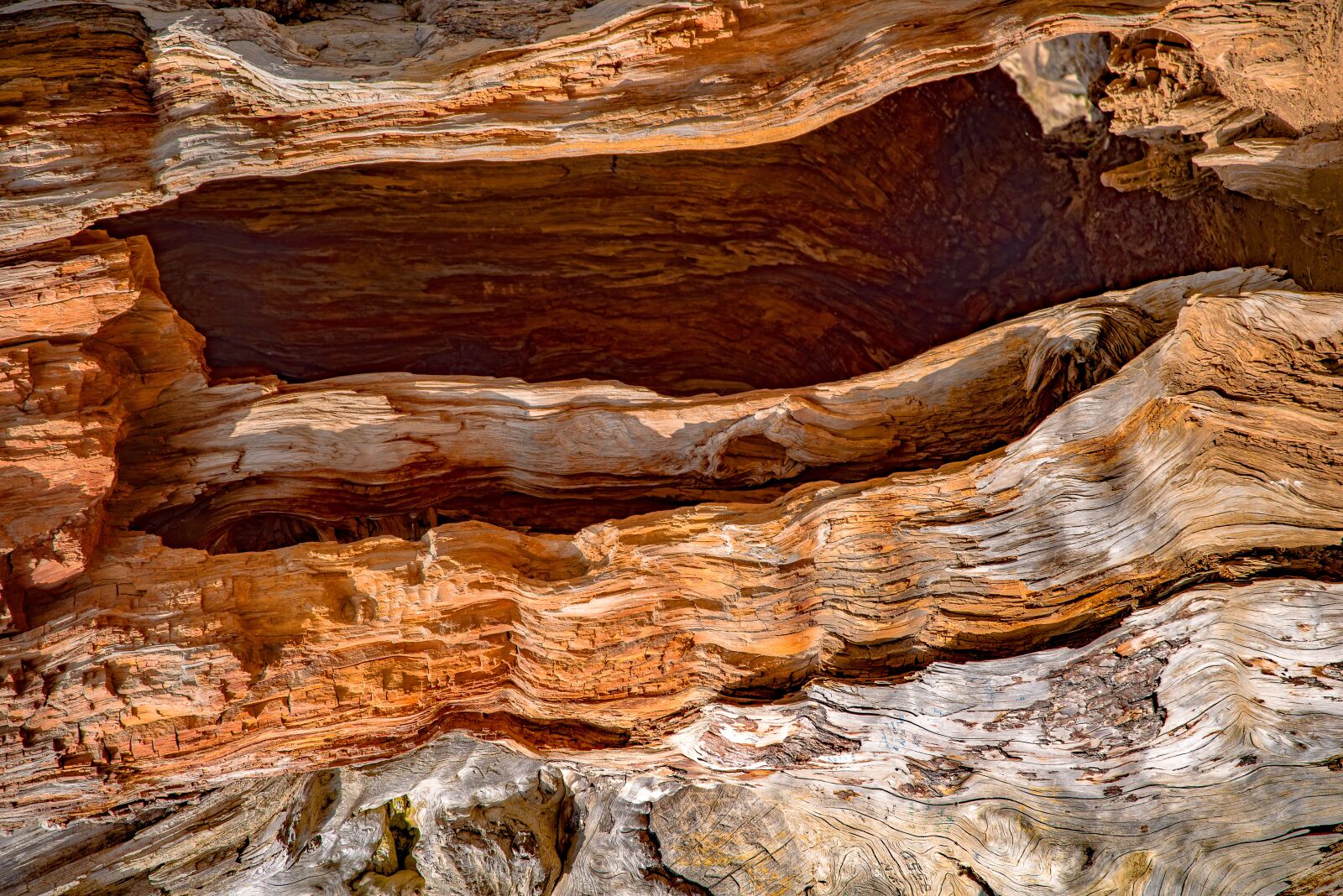 Pentax K-1 Mark II sample photo. Trunk, wood, cedar detail photography