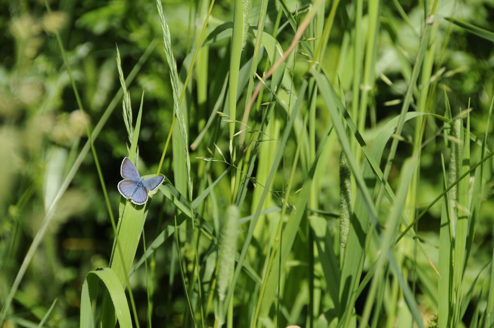 Nikon D300 sample photo. Nature, butterfly, insect photography
