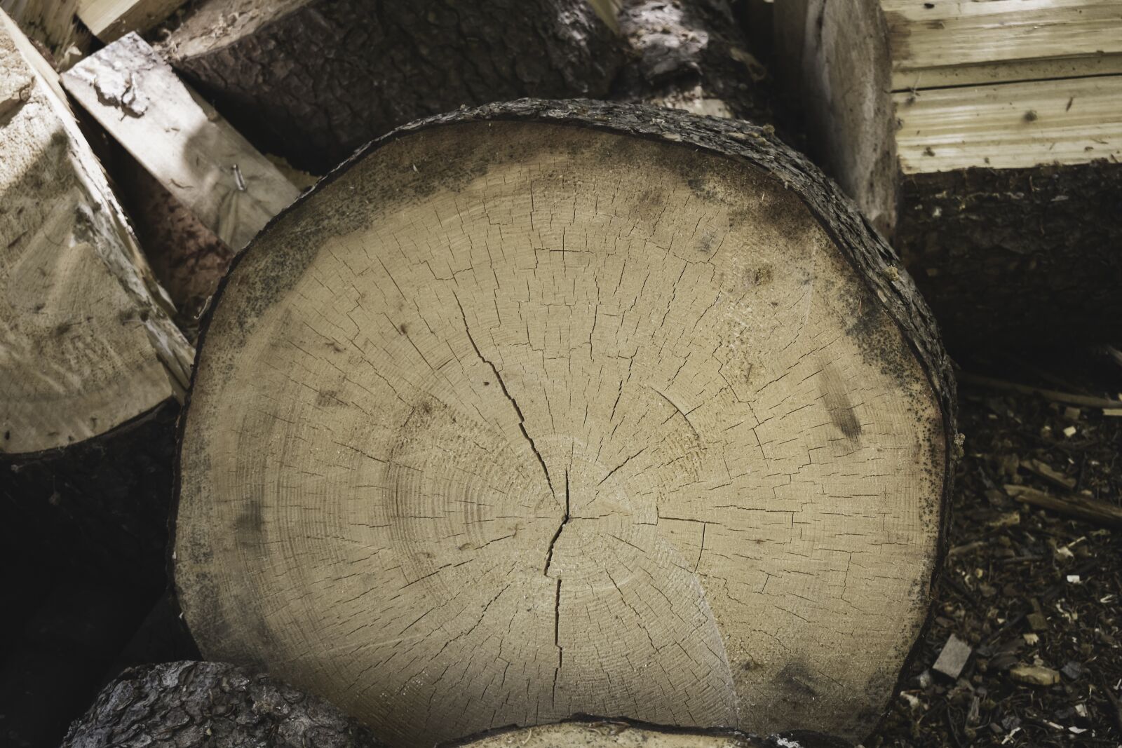 Nikon D3400 sample photo. Tree, chopped, lumberjack photography