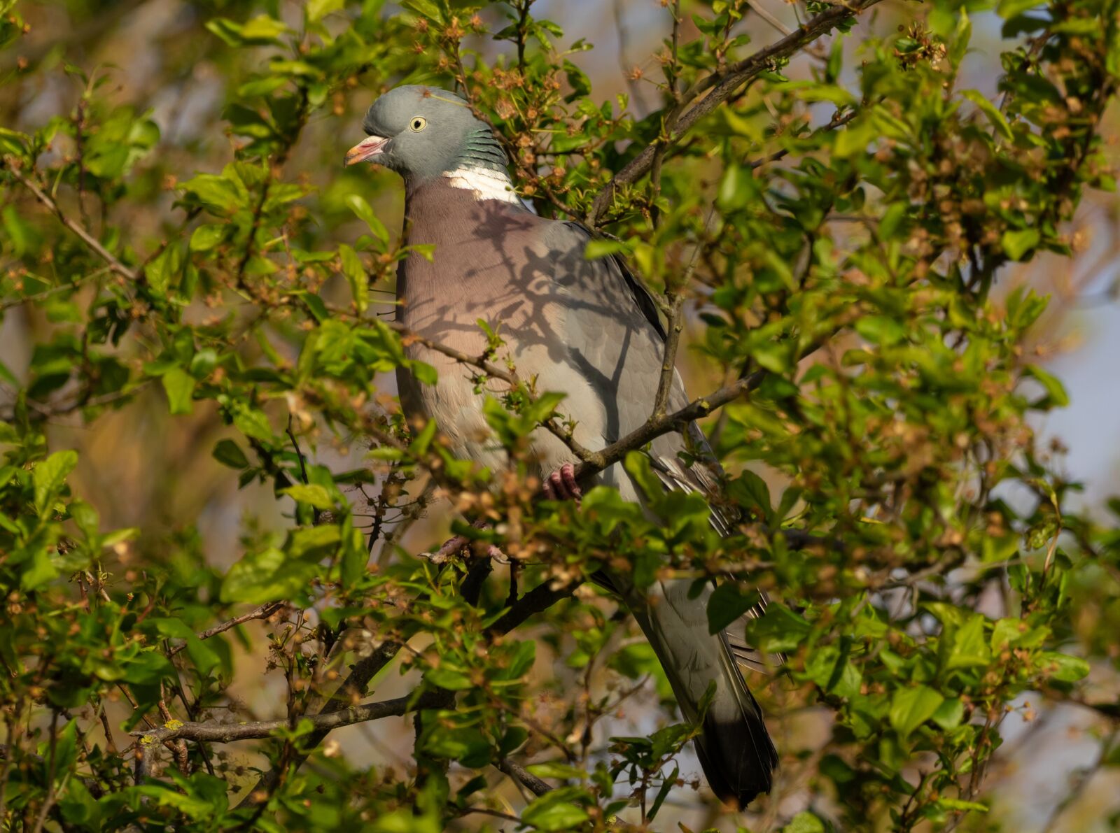 Canon EOS 7D Mark II + Canon EF 100-400mm F4.5-5.6L IS II USM sample photo. Wood pigeon, pigeon in photography