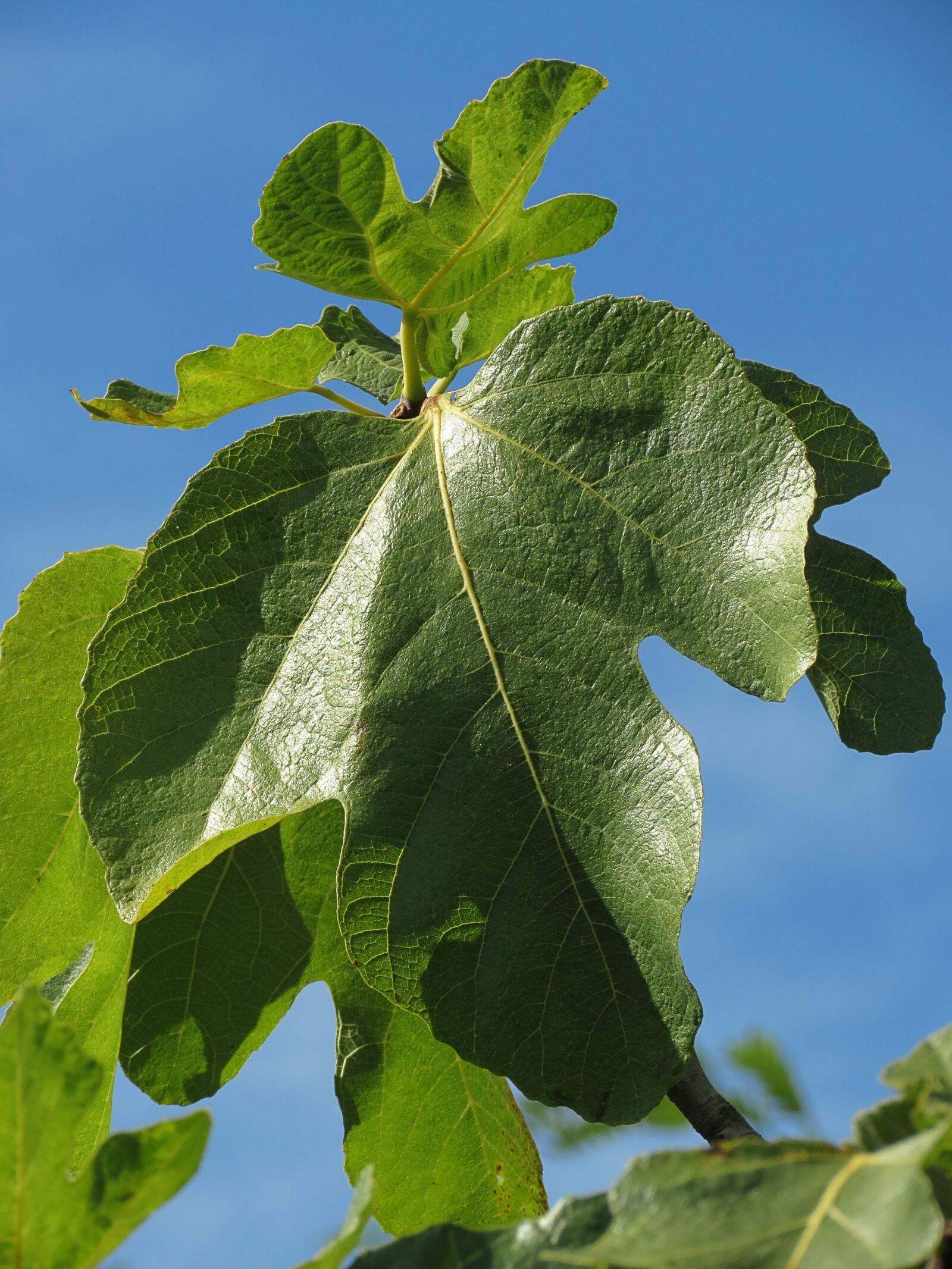 4.3 - 150.5 mm sample photo. Fig, tree, green photography