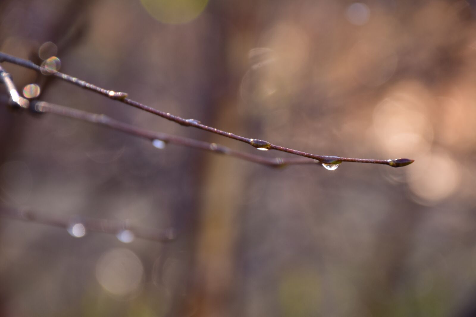 Nikon D5300 sample photo. Nature, branch, autumn photography