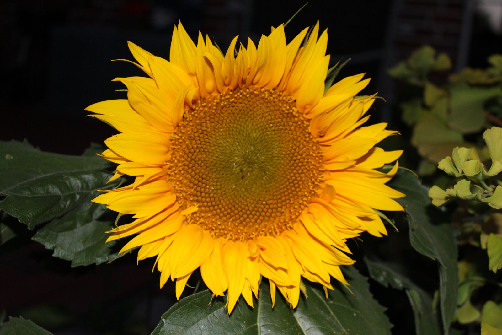 Canon EOS 1200D (EOS Rebel T5 / EOS Kiss X70 / EOS Hi) sample photo. Sunflower, plant, summer photography