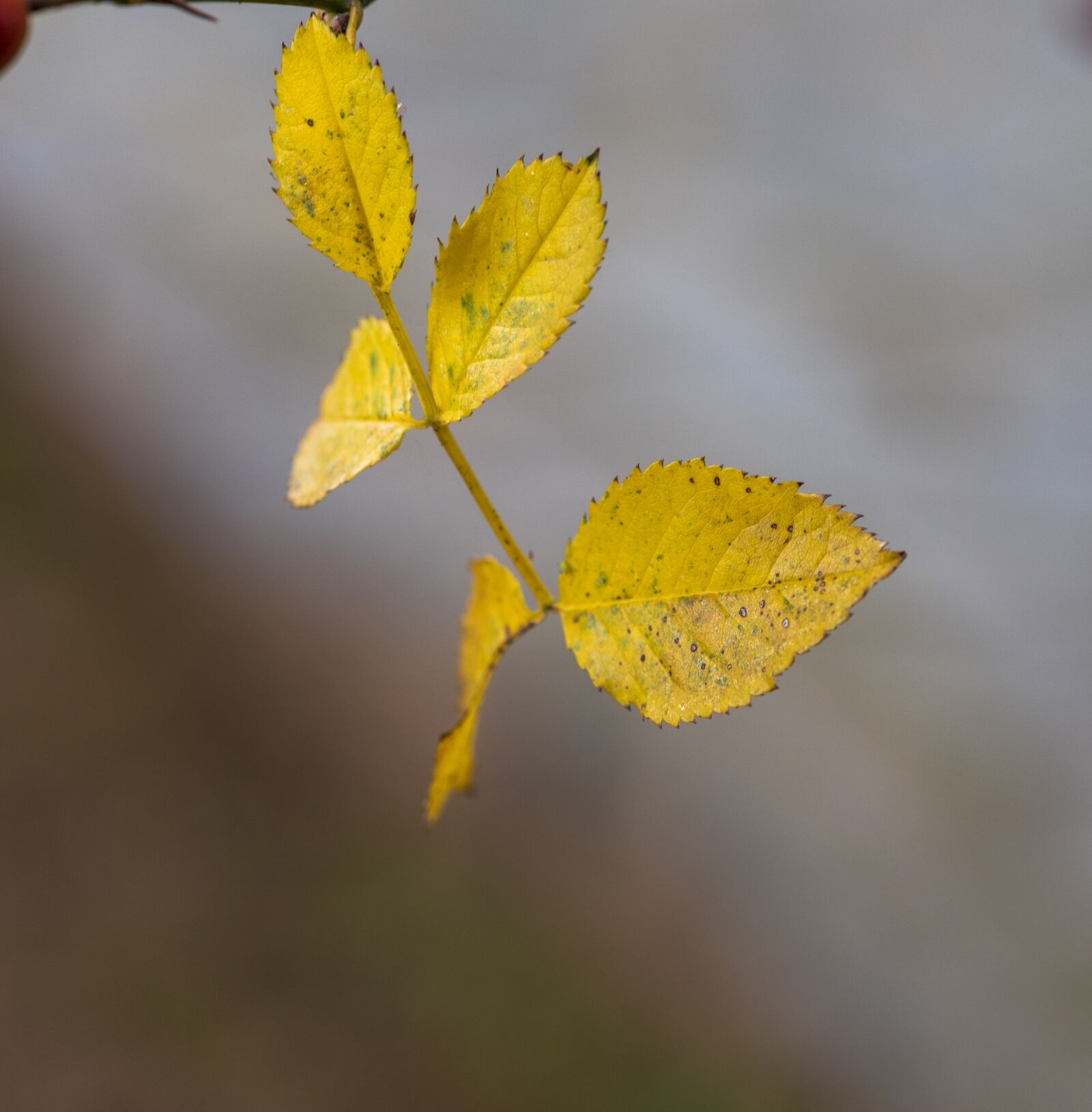 Nikon D750 sample photo. Macro, plant, tree photography