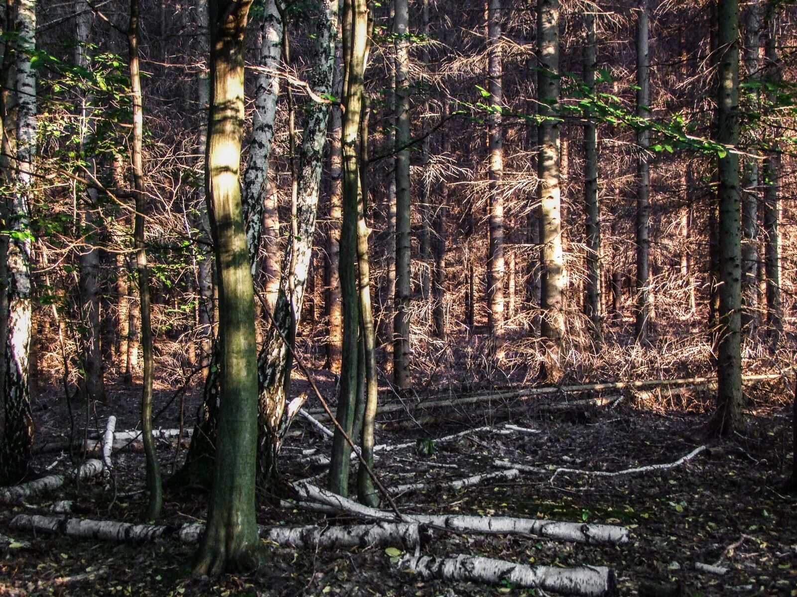 Fujifilm FinePix S100fs sample photo. Forest, sunlight, trees photography