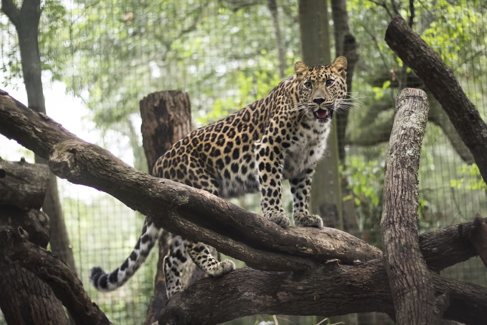 Canon EOS 60D + Canon EF 50mm F1.8 II sample photo. Leopard, aza, jacksonville photography