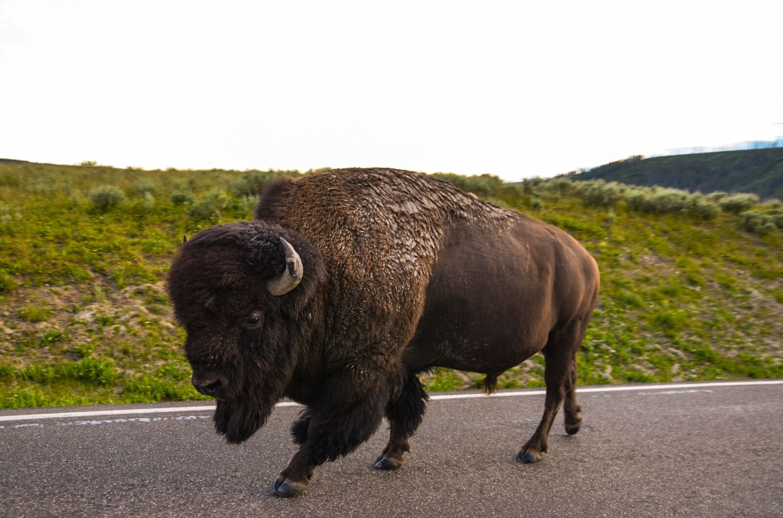 Nikon D5100 sample photo. Bison, usa, wyoming photography