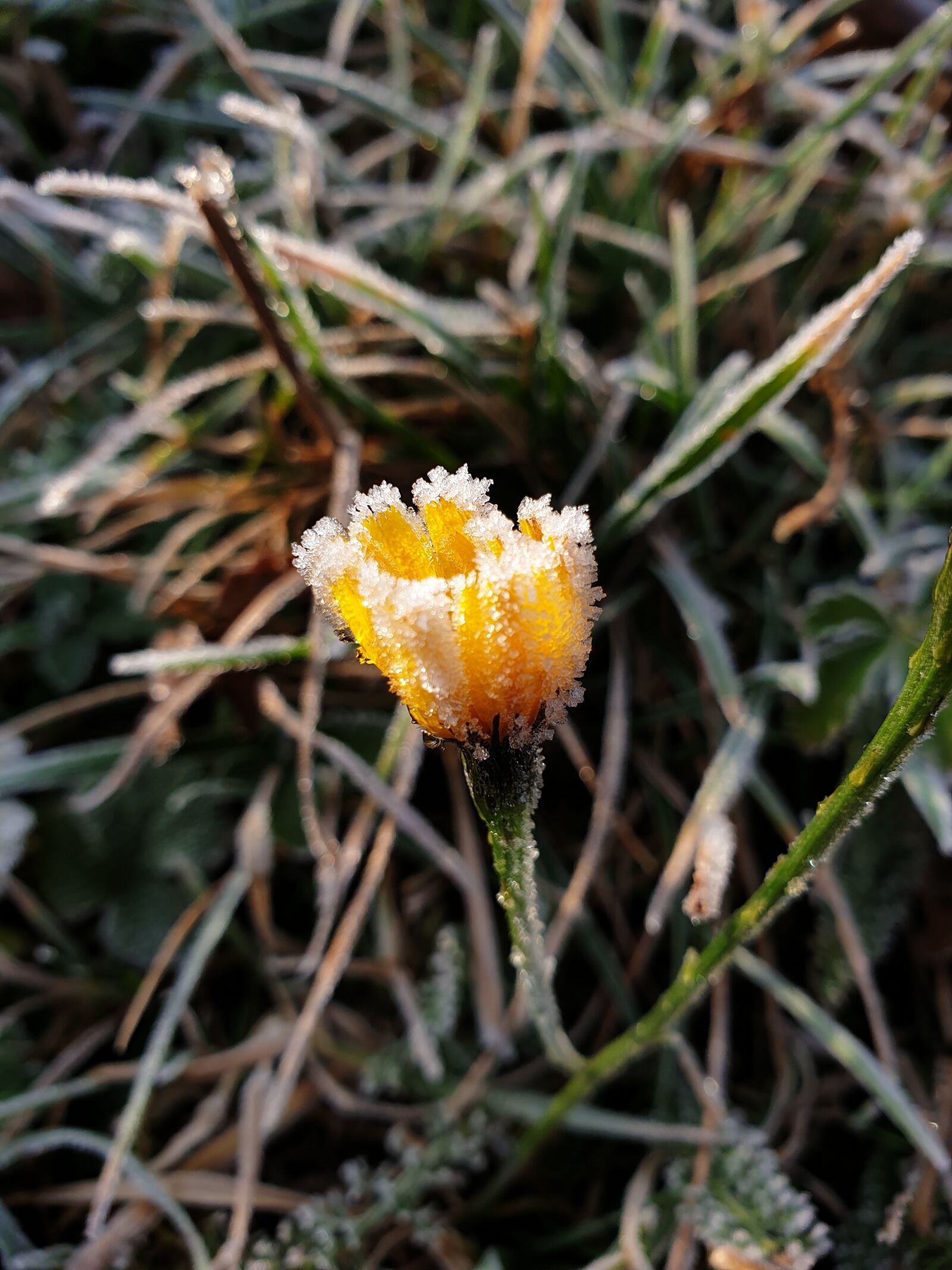 Samsung Galaxy Note9 sample photo. Flower, mountain, yellow photography