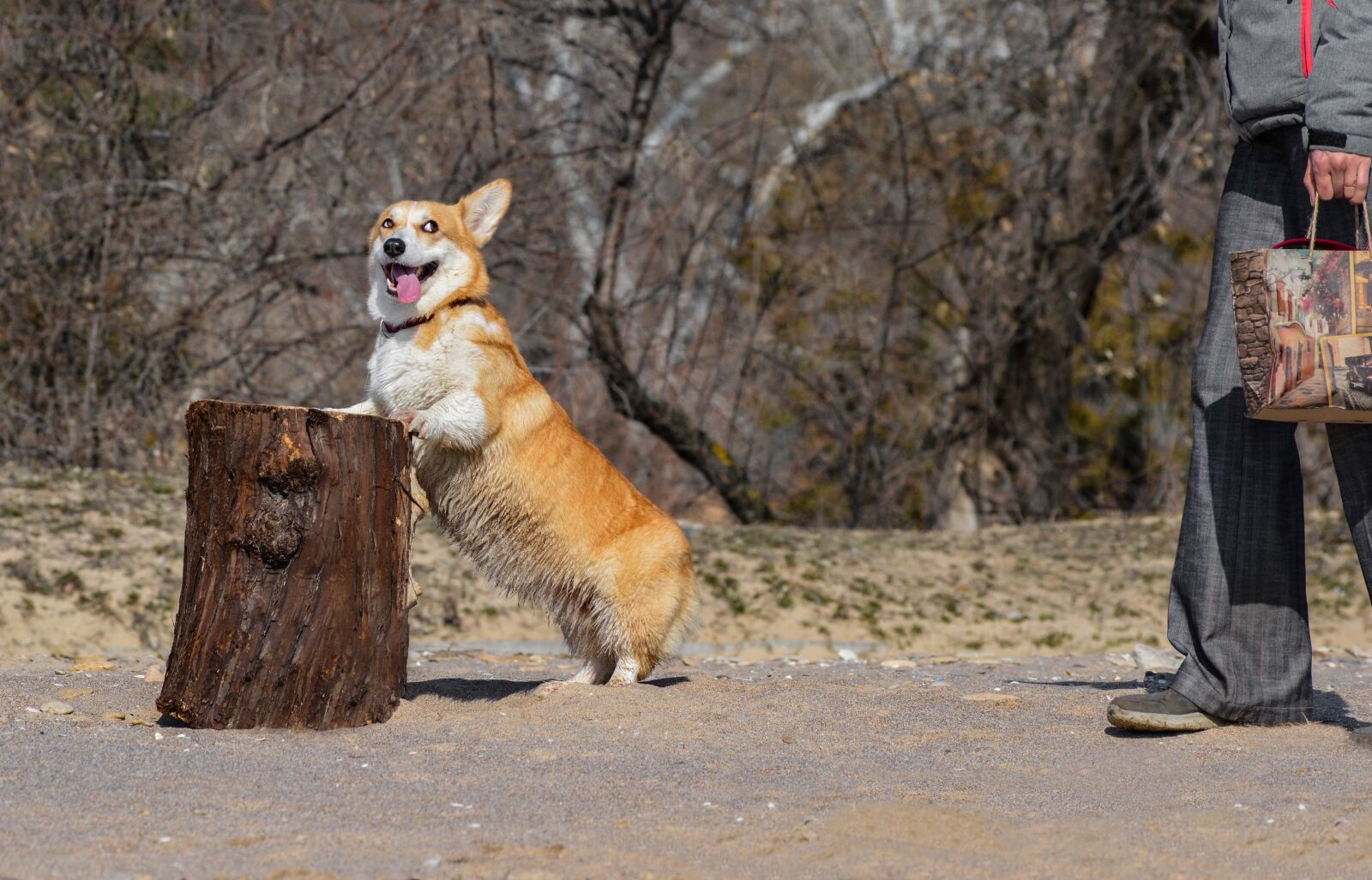 Nikon D3200 sample photo. Corgi, dog, stump photography