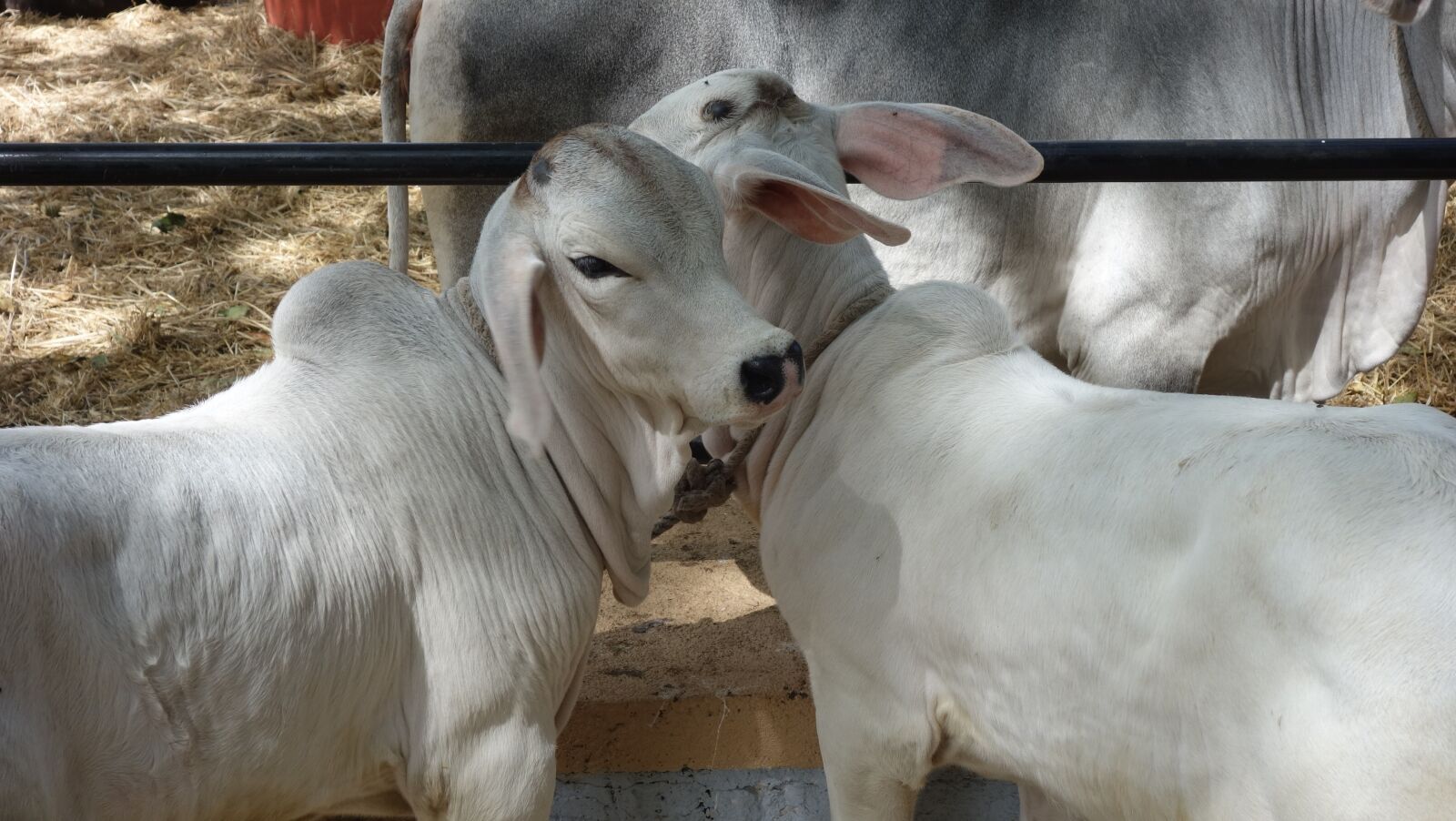 Sony Cyber-shot DSC-RX100 sample photo. Cows, animal, cattle photography
