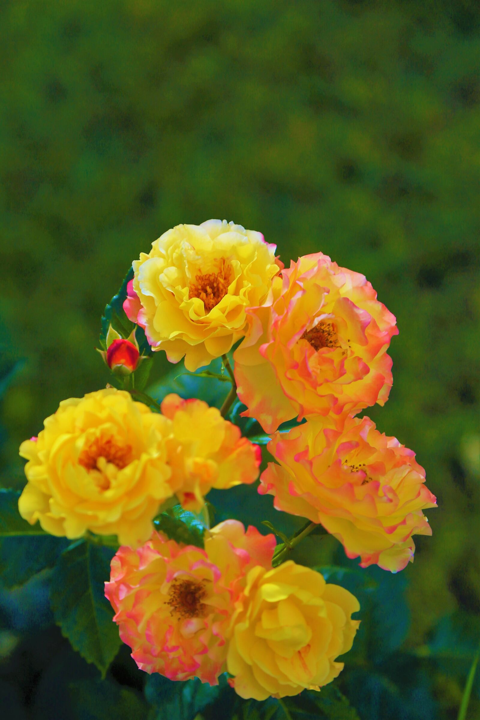 Canon EF 24-105mm F4L IS USM sample photo. Rose, spring, yellow photography