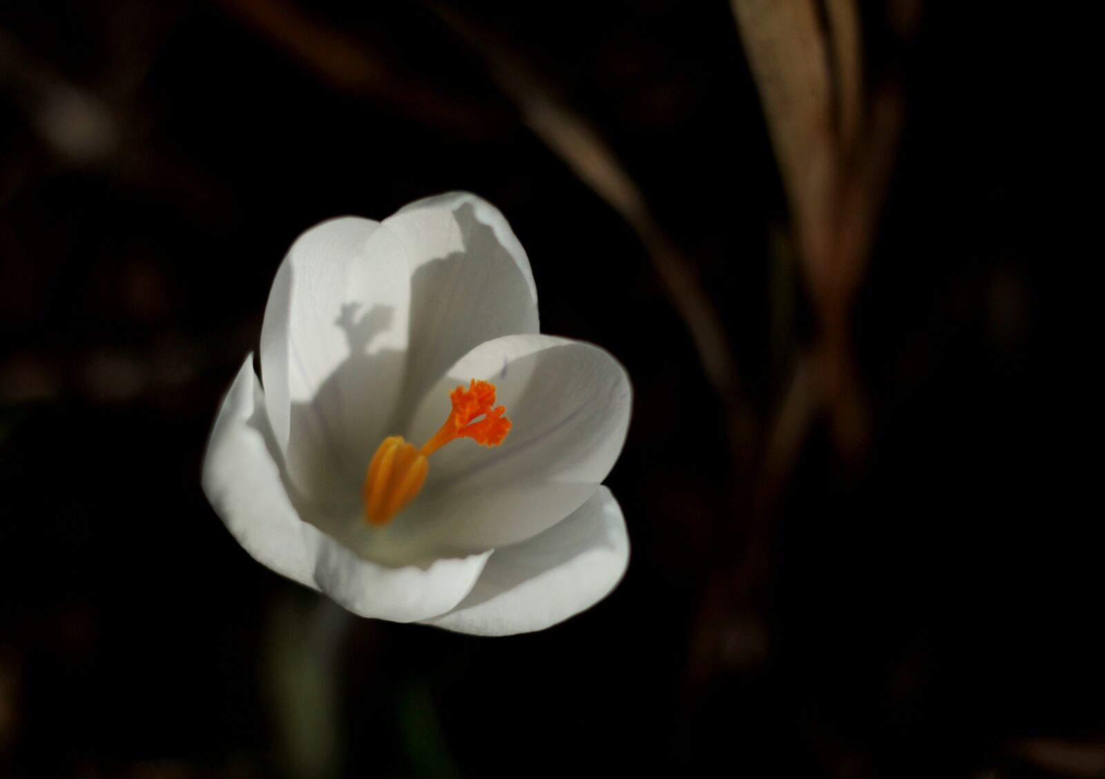 Canon EF 50mm F1.8 STM sample photo. Crocus, white, spring photography
