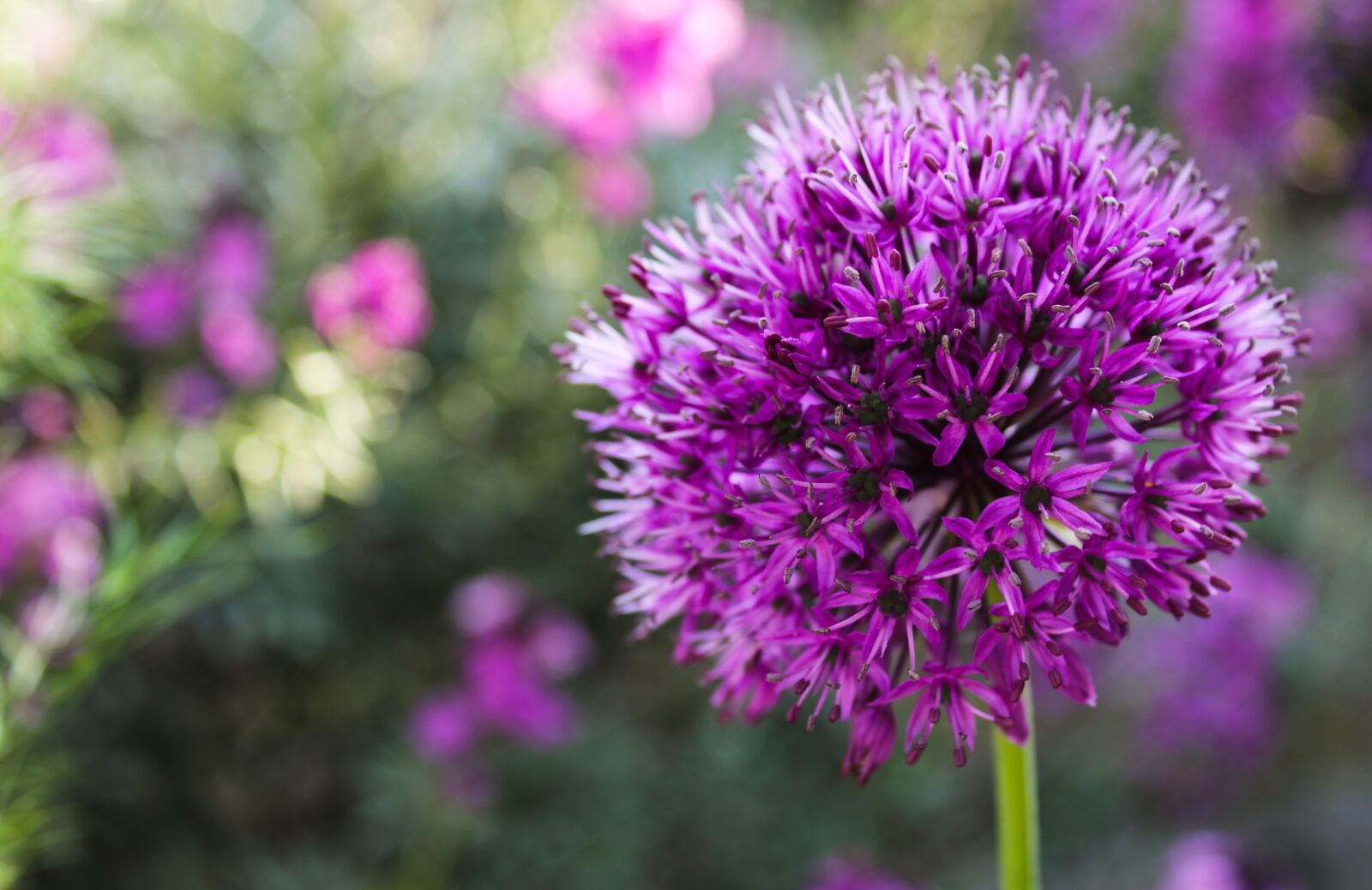 Canon EOS 2000D (EOS Rebel T7 / EOS Kiss X90 / EOS 1500D) sample photo. Ornamental onion, allium stratos photography