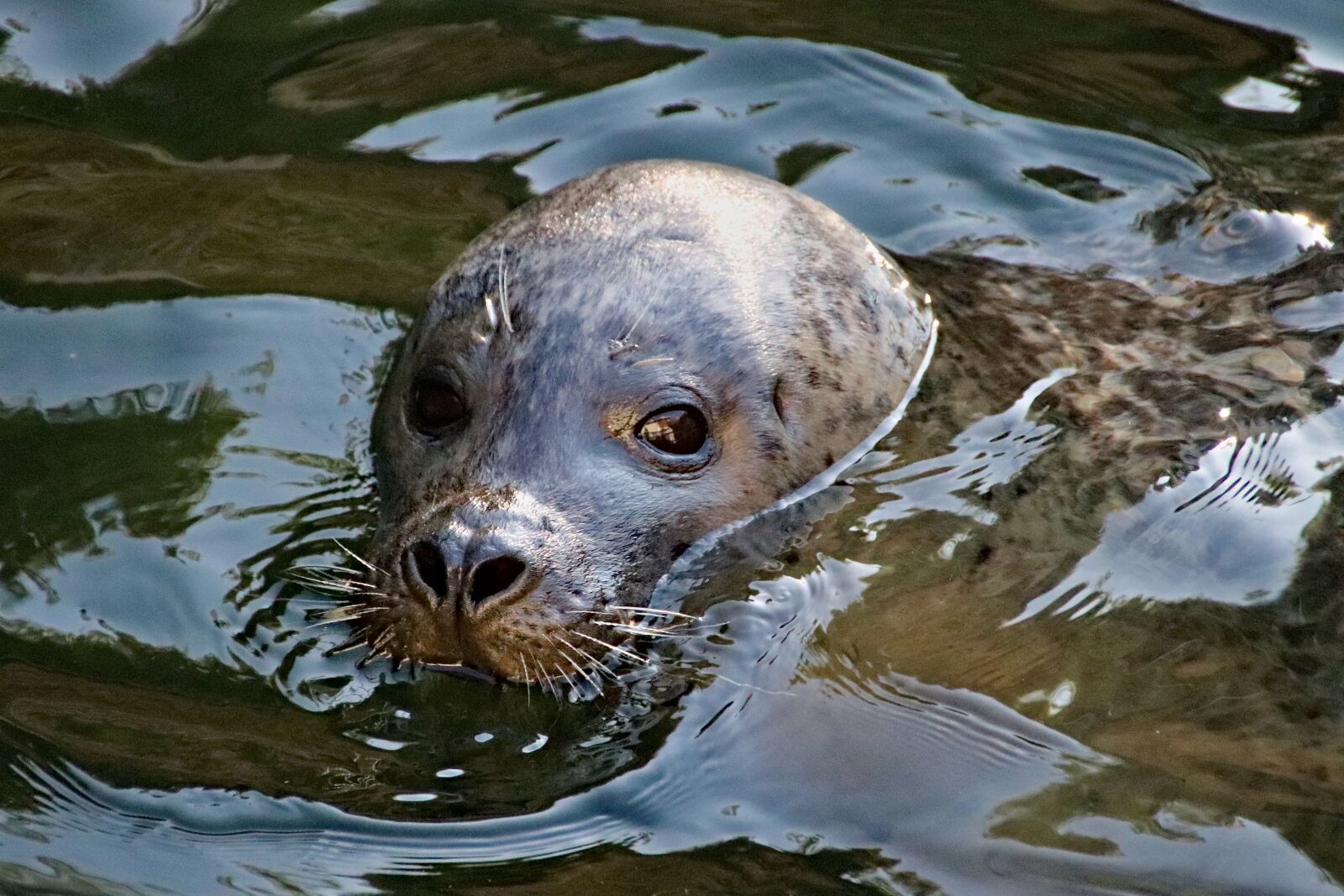Canon EOS 77D (EOS 9000D / EOS 770D) sample photo. Seal, water, beast photography