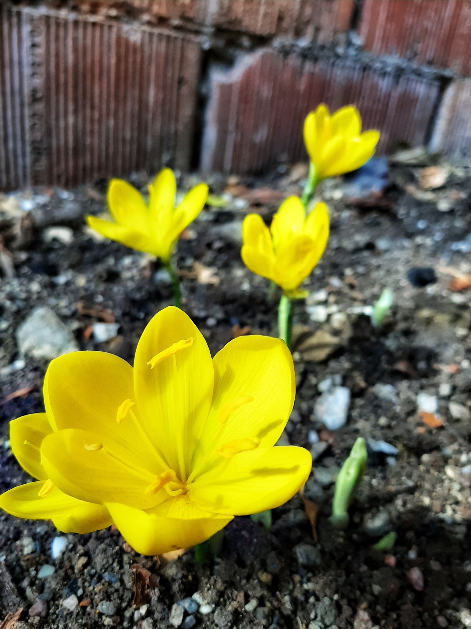 Samsung Galaxy A50 sample photo. Crocus blossom, garden, flower photography