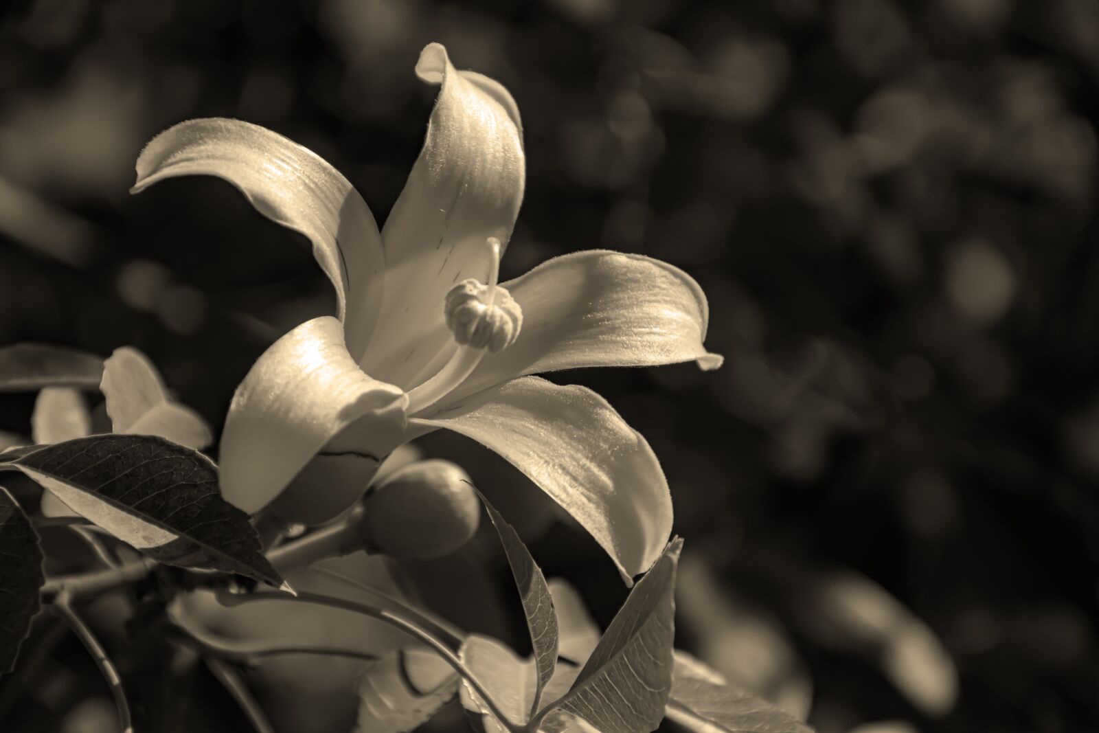 Nikon D5600 sample photo. Flower, petal, wildflowers photography
