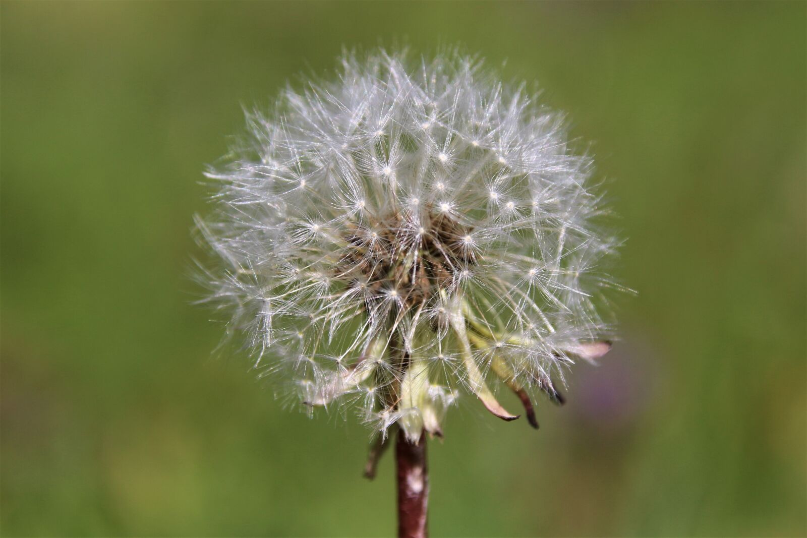 Canon EOS 700D (EOS Rebel T5i / EOS Kiss X7i) sample photo. Dandelion, spring, seeds photography