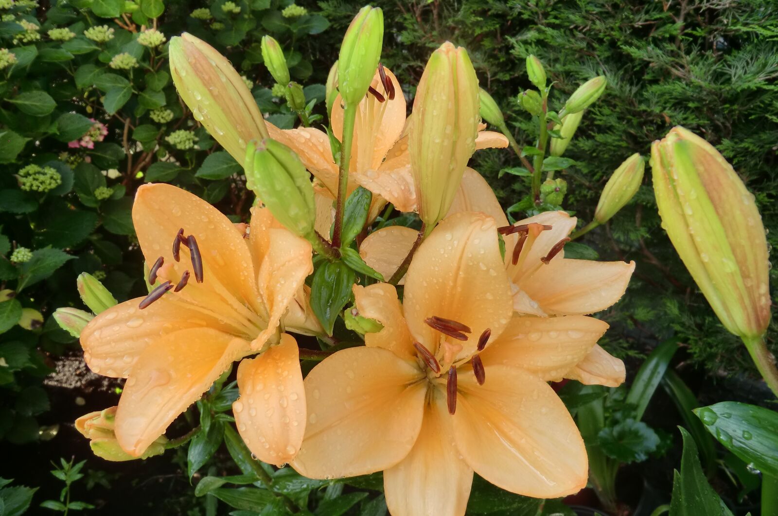 CASIO EX-H5 sample photo. Nature, plant, lily photography