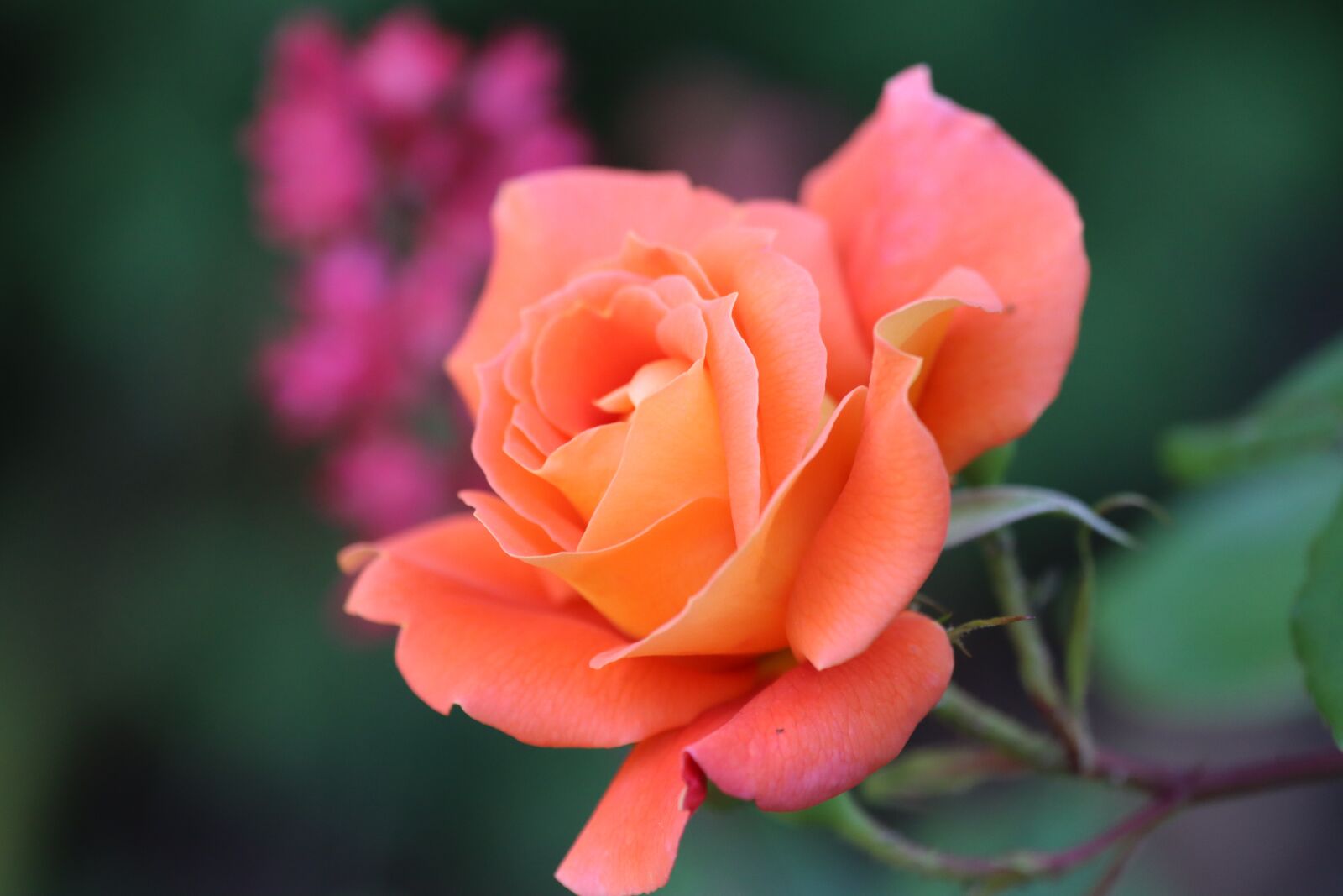Canon EOS 90D sample photo. Rose, prickly, thorns photography