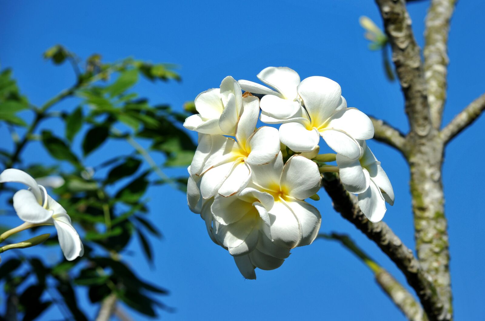 Nikon D700 sample photo. Spring, bloom, flower photography