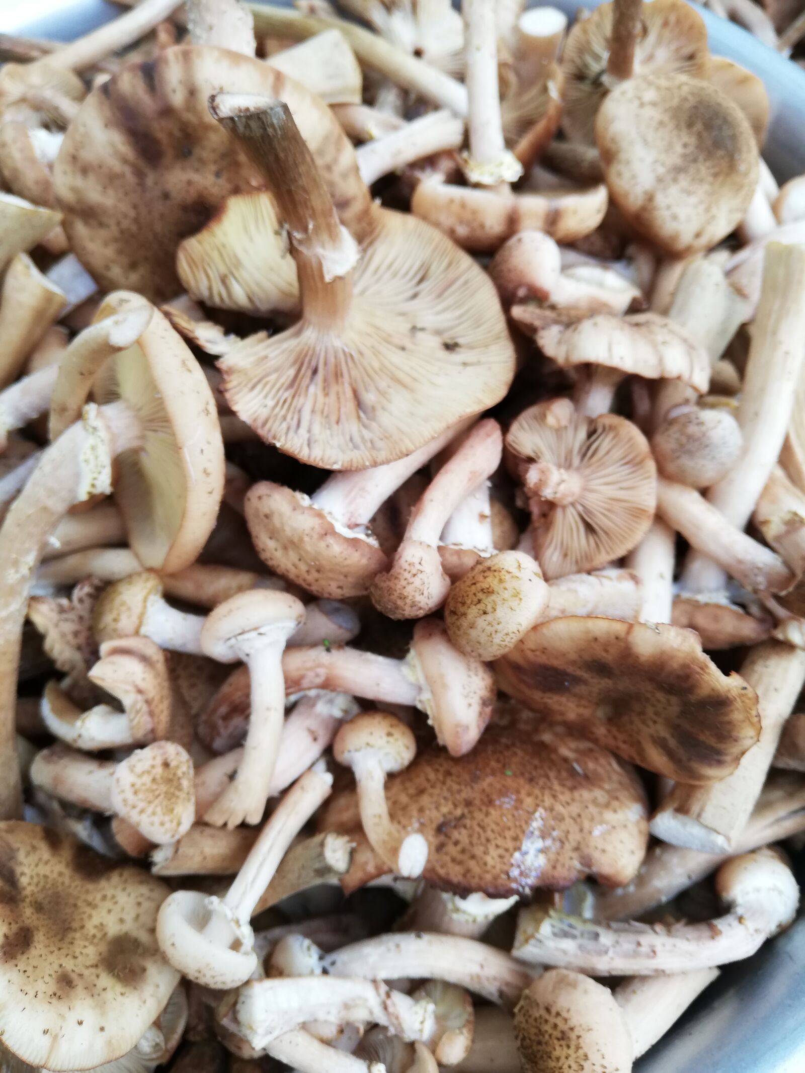 HUAWEI ANE-LX1 sample photo. Mushrooms, day, a lot photography