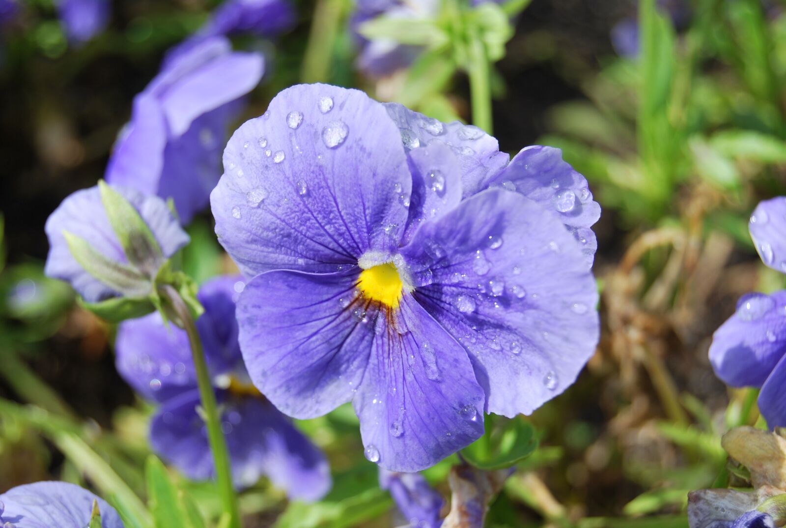 Nikon D60 sample photo. Thinking, flower, field photography