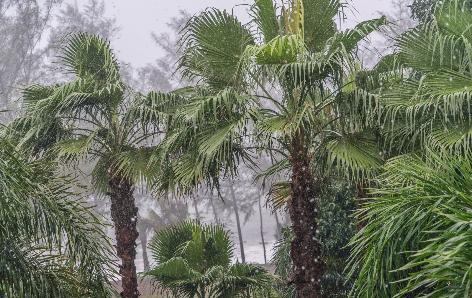 Sony a7R II + Sony FE 24-240mm F3.5-6.3 OSS sample photo. Phuket, thailand, monsoon photography