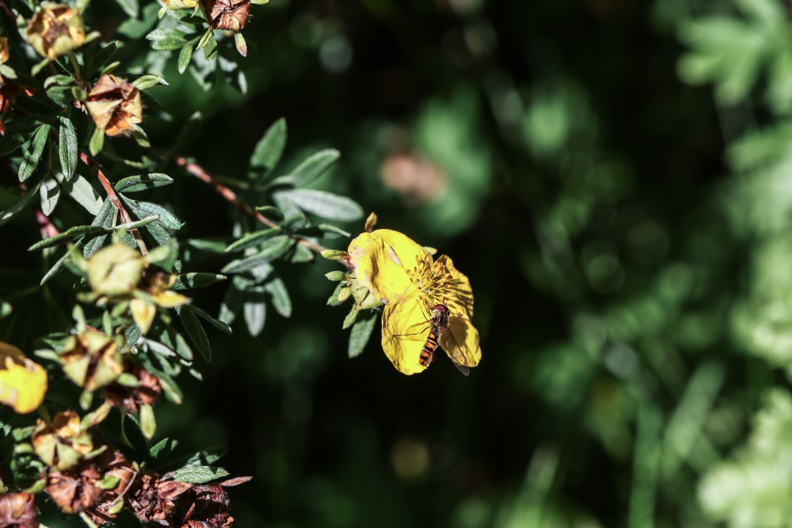 Canon EOS 7D Mark II sample photo. Wild flowers, insect, autumn photography