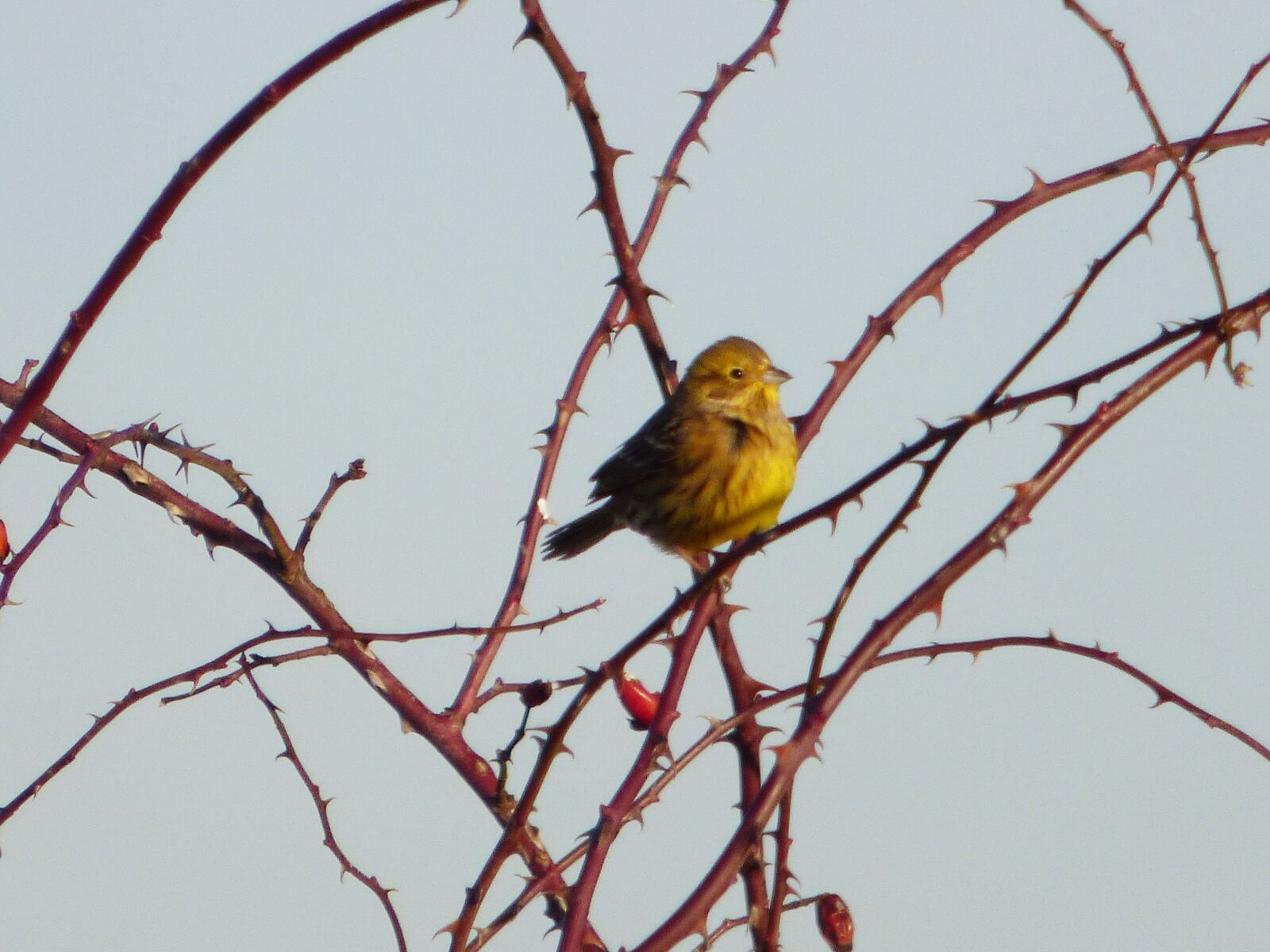 Panasonic DMC-FZ72 sample photo. Bird, yellow, sparrow photography