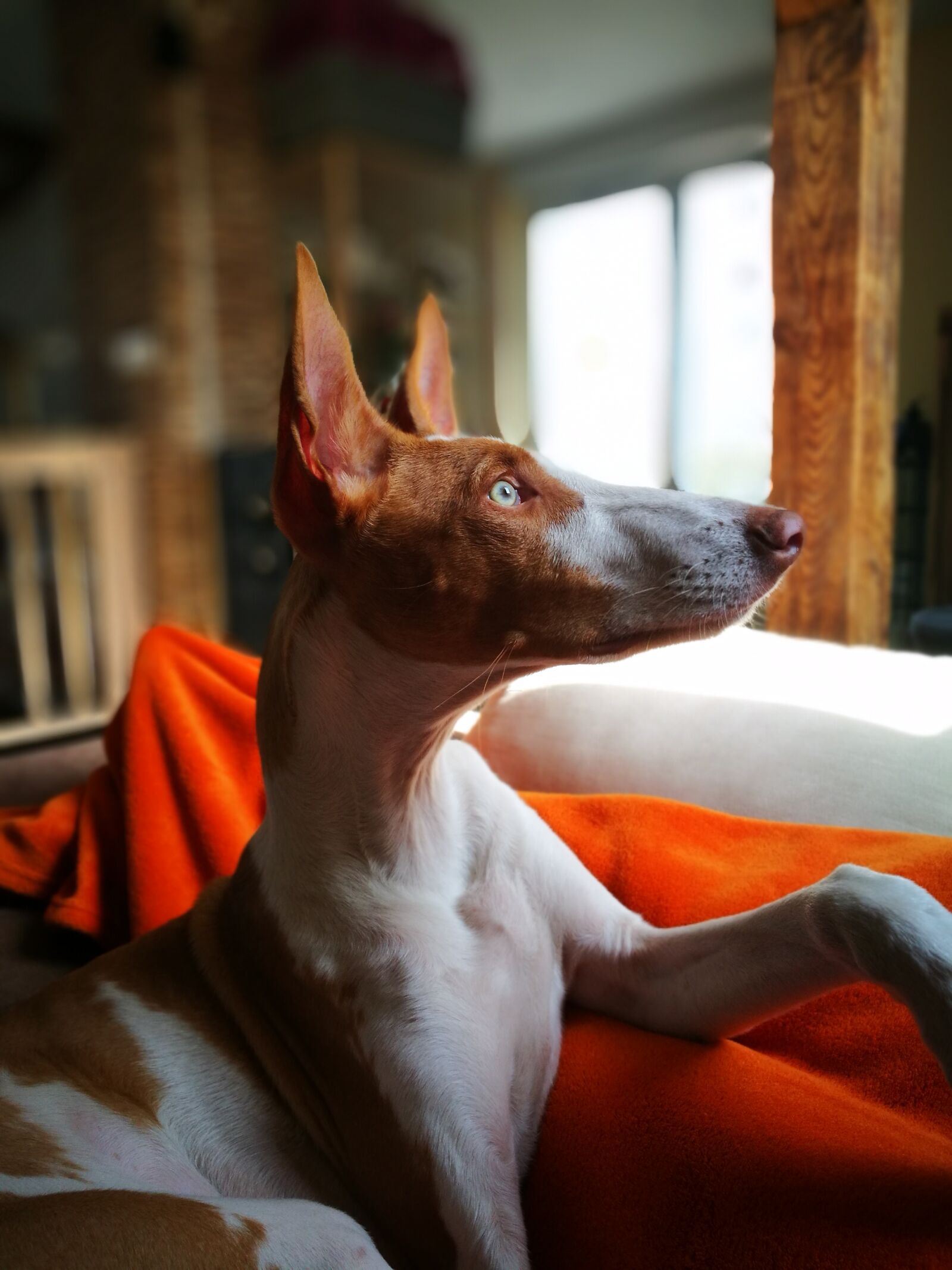 HUAWEI P9 sample photo. Dog head, podenco, dog photography