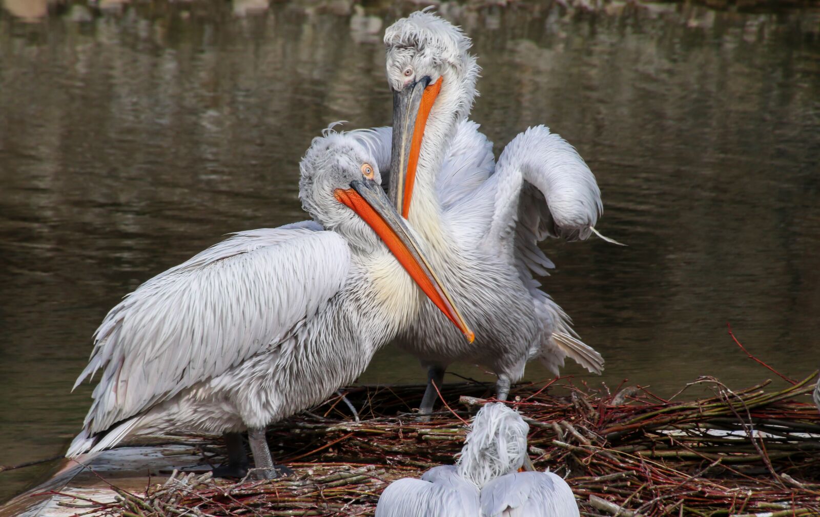 Canon EOS 70D sample photo. Pelikan, bird, water bird photography
