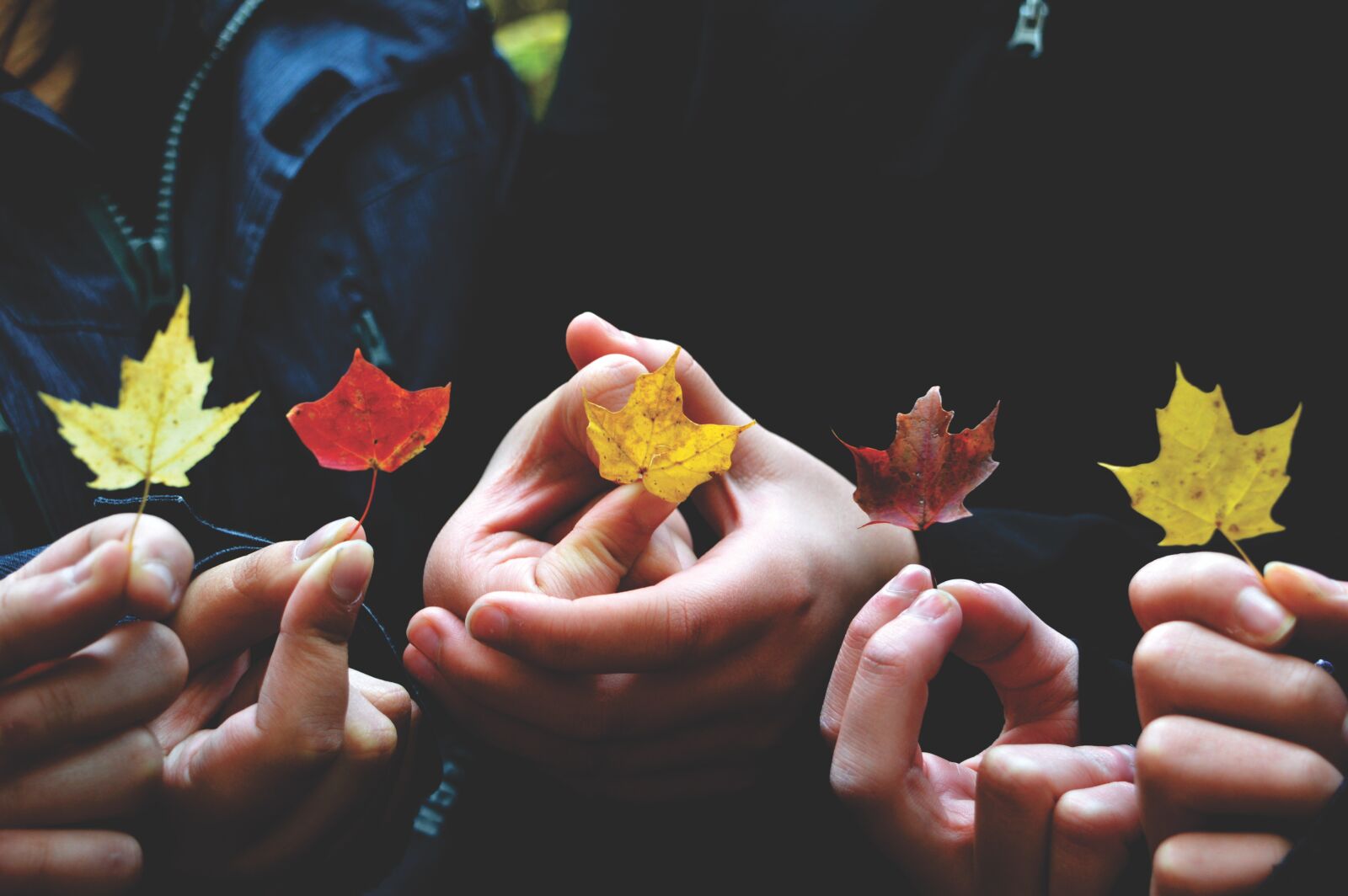 Nikon D3200 sample photo. Autumn, autumn leaves, colors photography