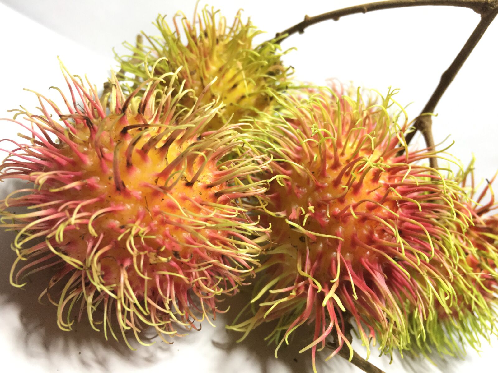 Apple iPhone 6s sample photo. Rambutan, hairy fruit, colors photography
