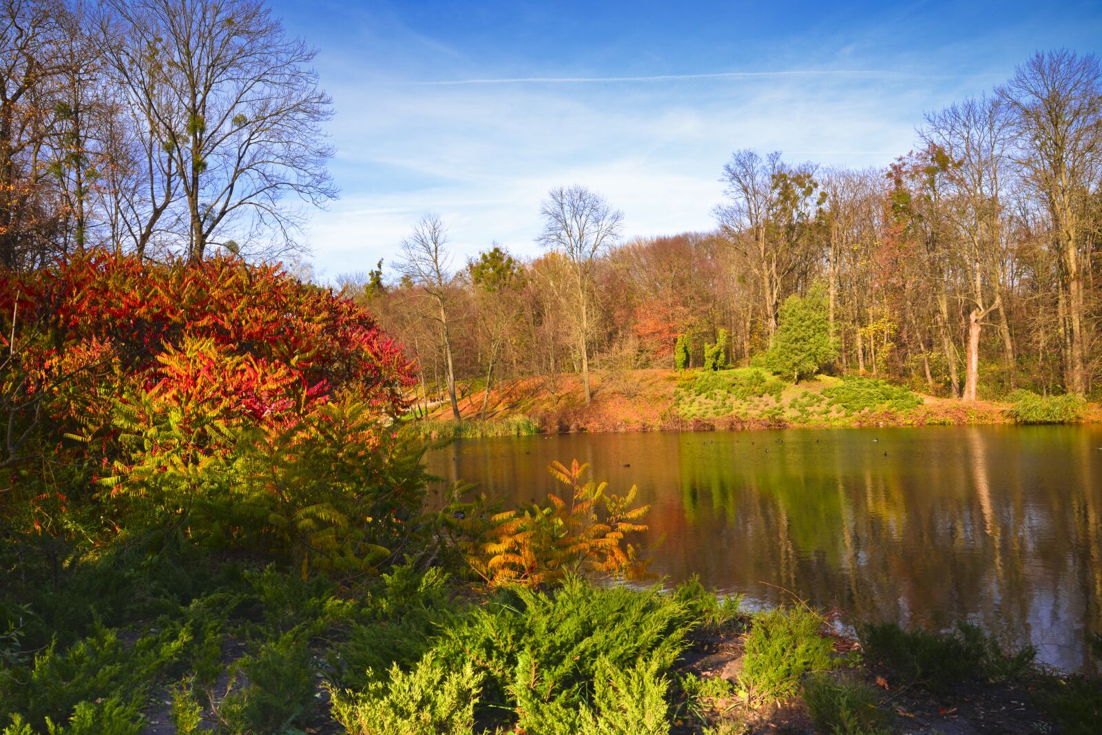 Nikon D800E sample photo. Fall, nature, tree photography