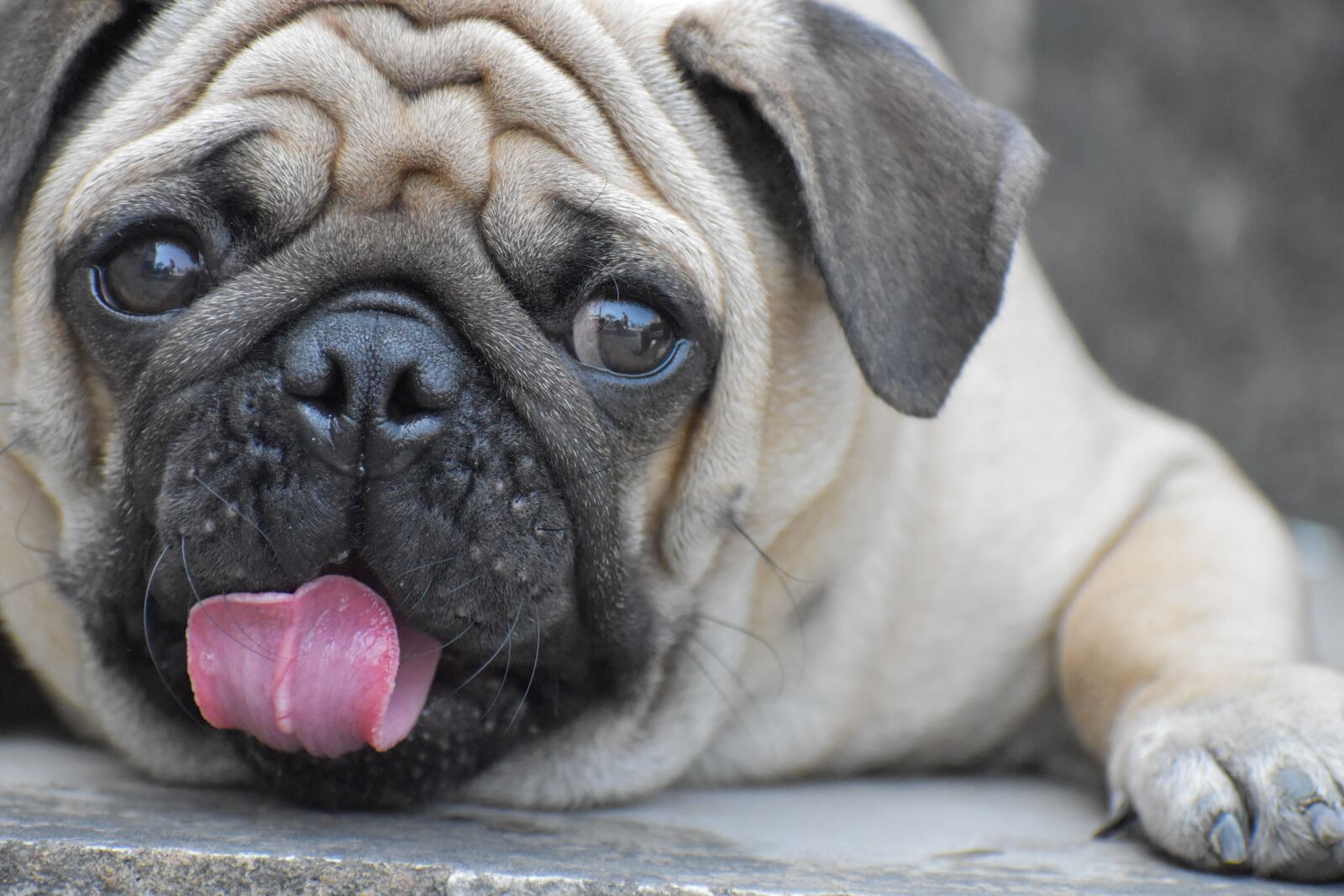 Nikon D5600 sample photo. Pug, doggy, pup photography
