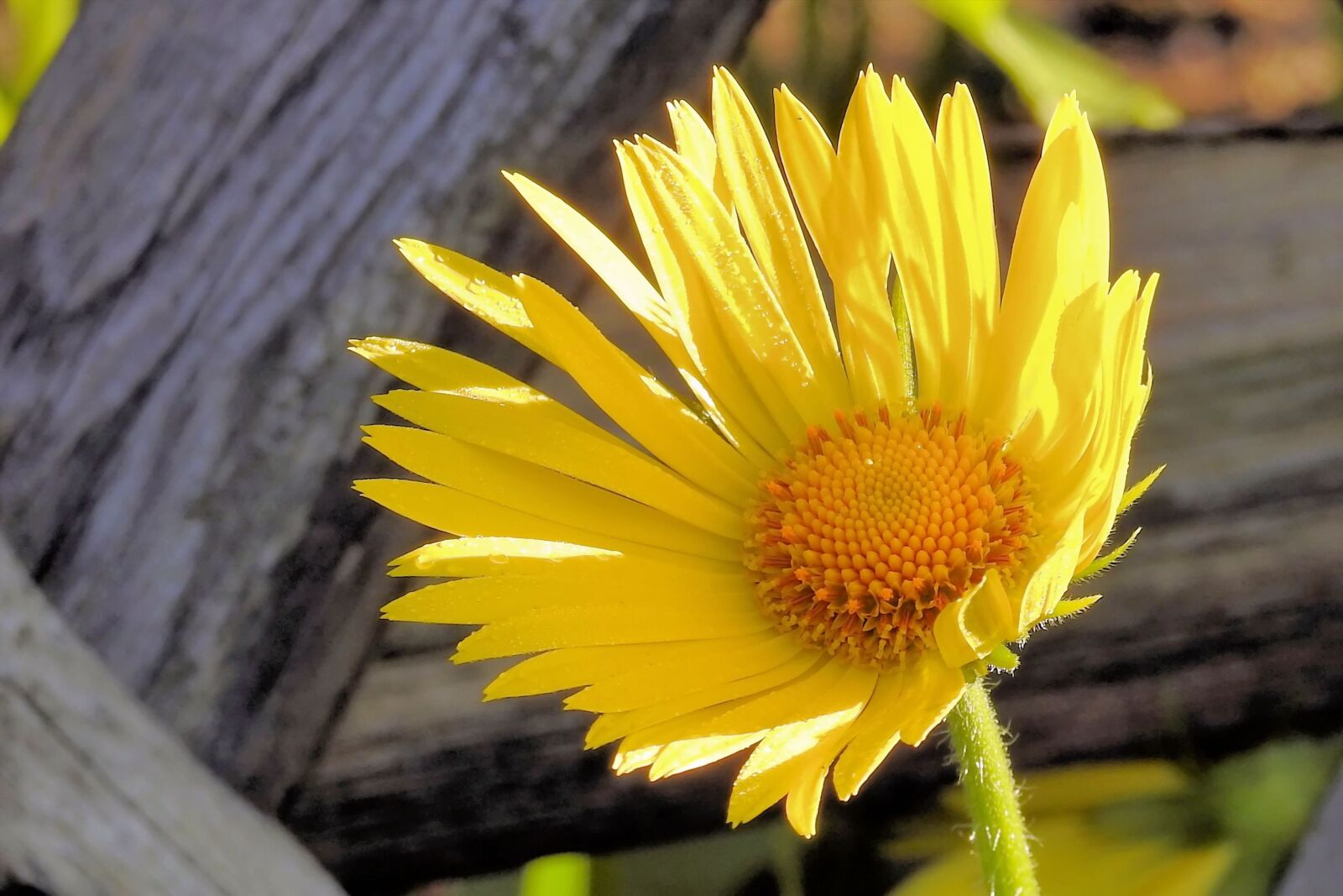 Nikon Coolpix P900 sample photo. Blossom, bloom, yellow photography