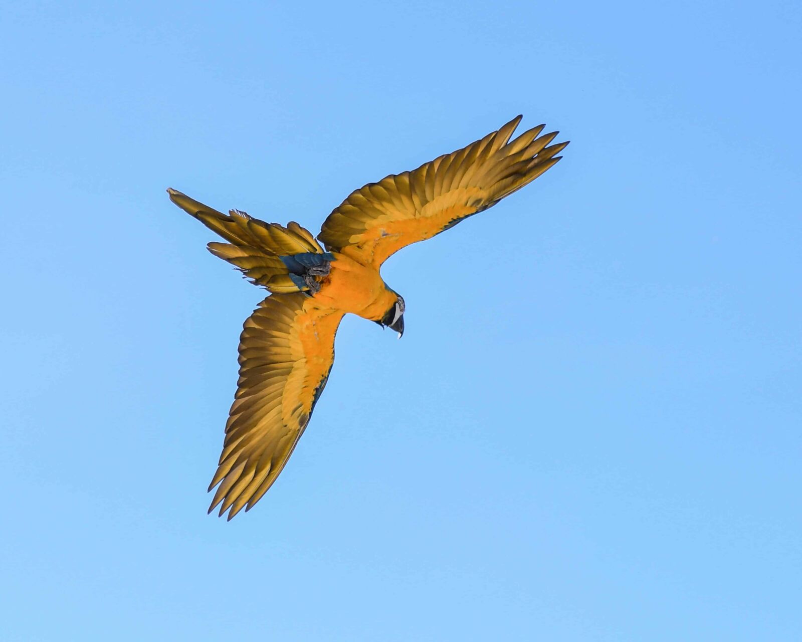 Nikon D500 sample photo. Beak, wildlife, macaw parrot photography