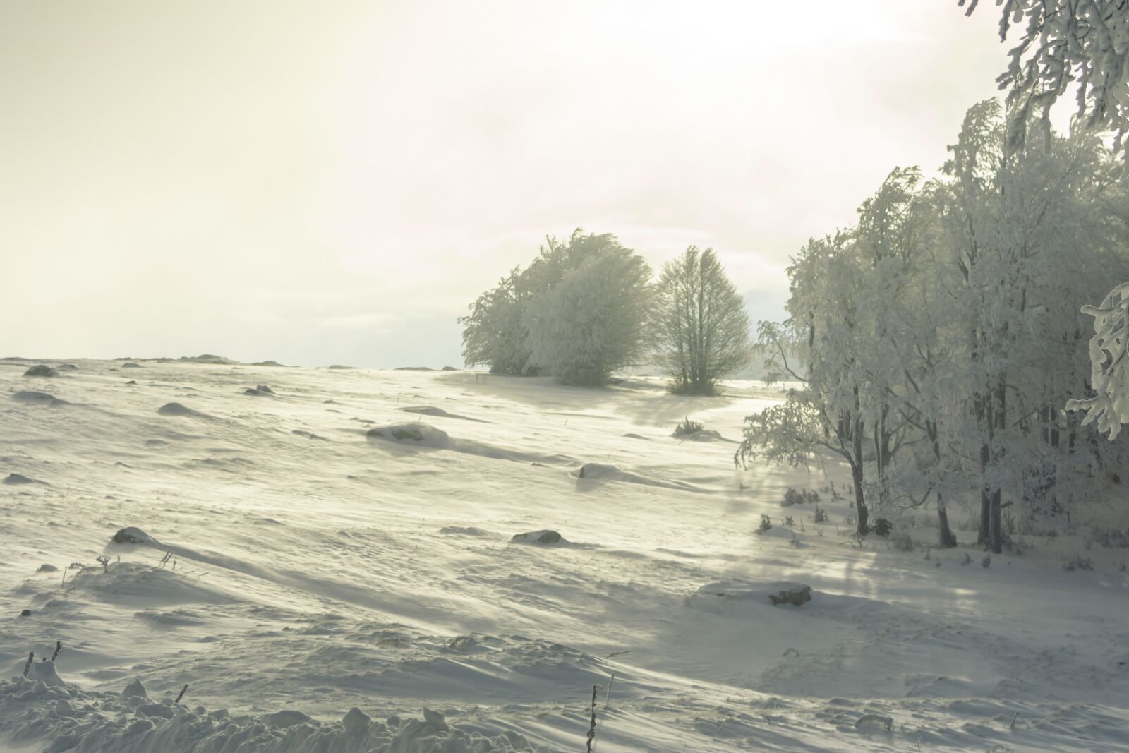 Nikon D7200 sample photo. Winter, snow, cold photography