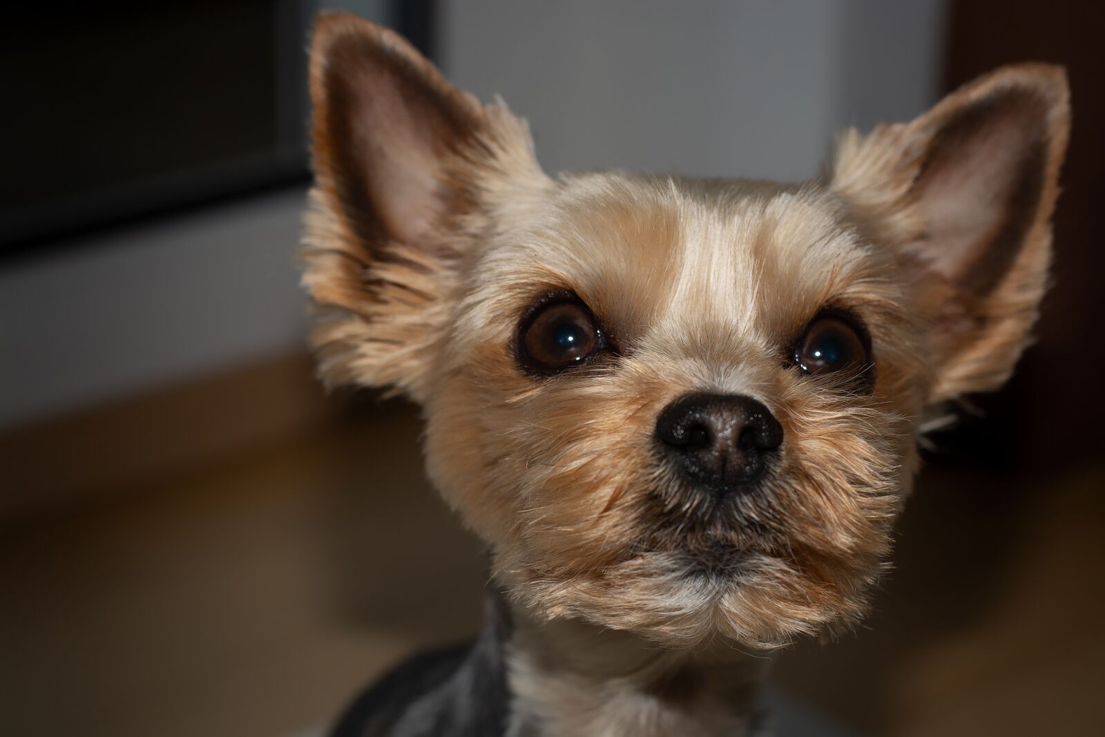 Nikon D7100 sample photo. Dog, yorki, yorkshire terrier photography