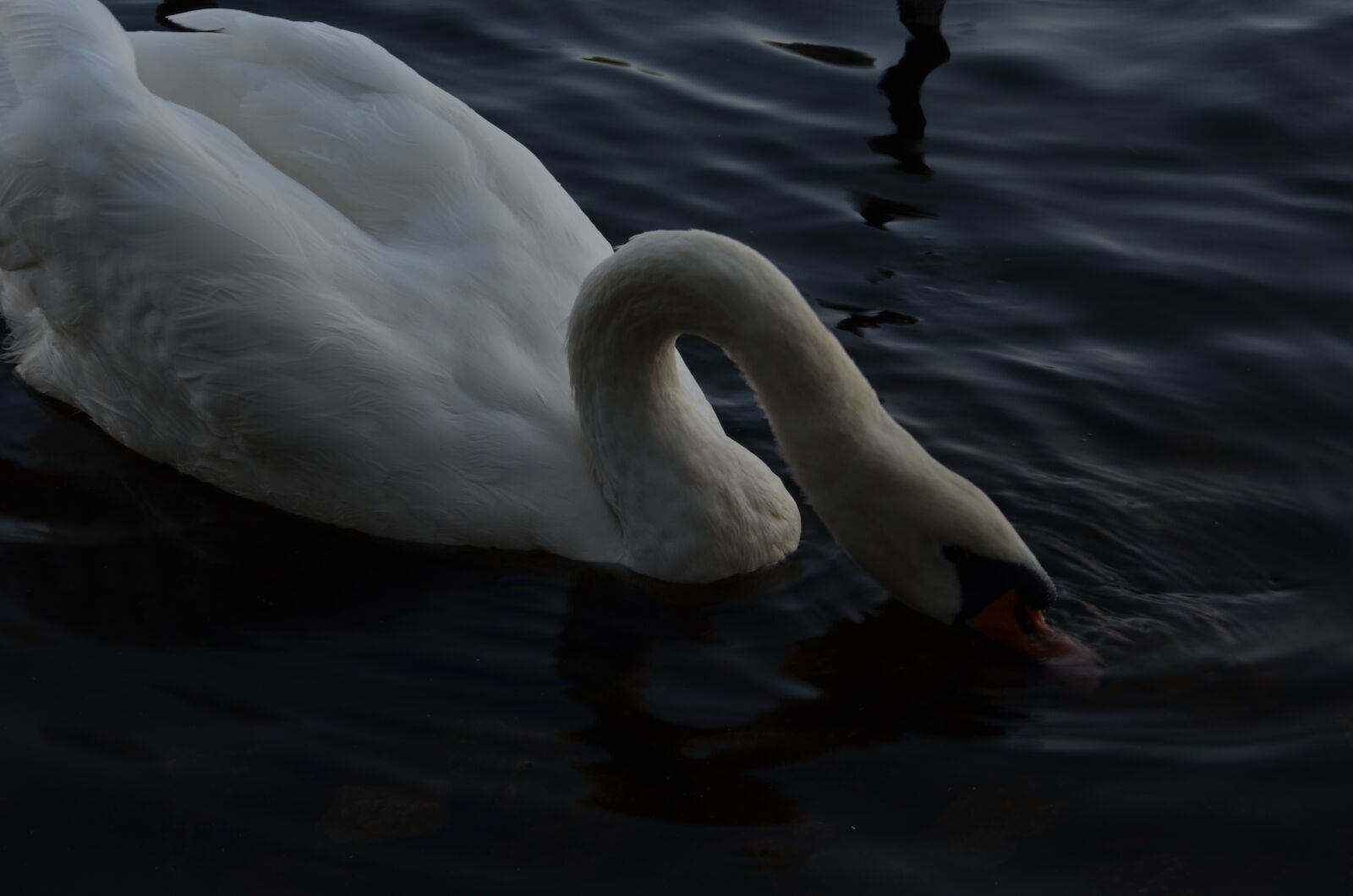 Nikon D5100 sample photo. Water, ducks, gooseneck photography